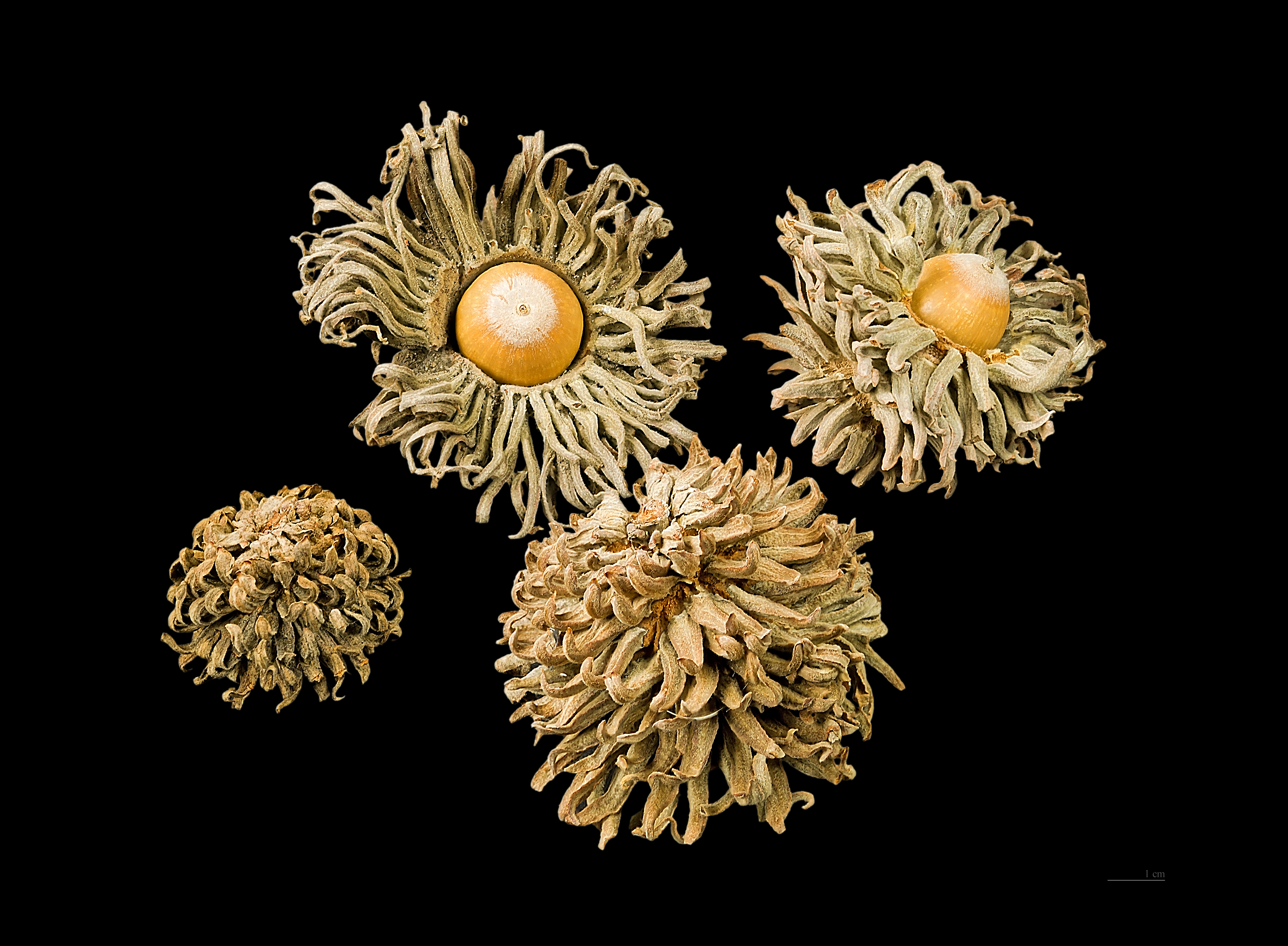 Quercus ithaburensis ssp.macrolepis MHNT.BOT.2004.0.80