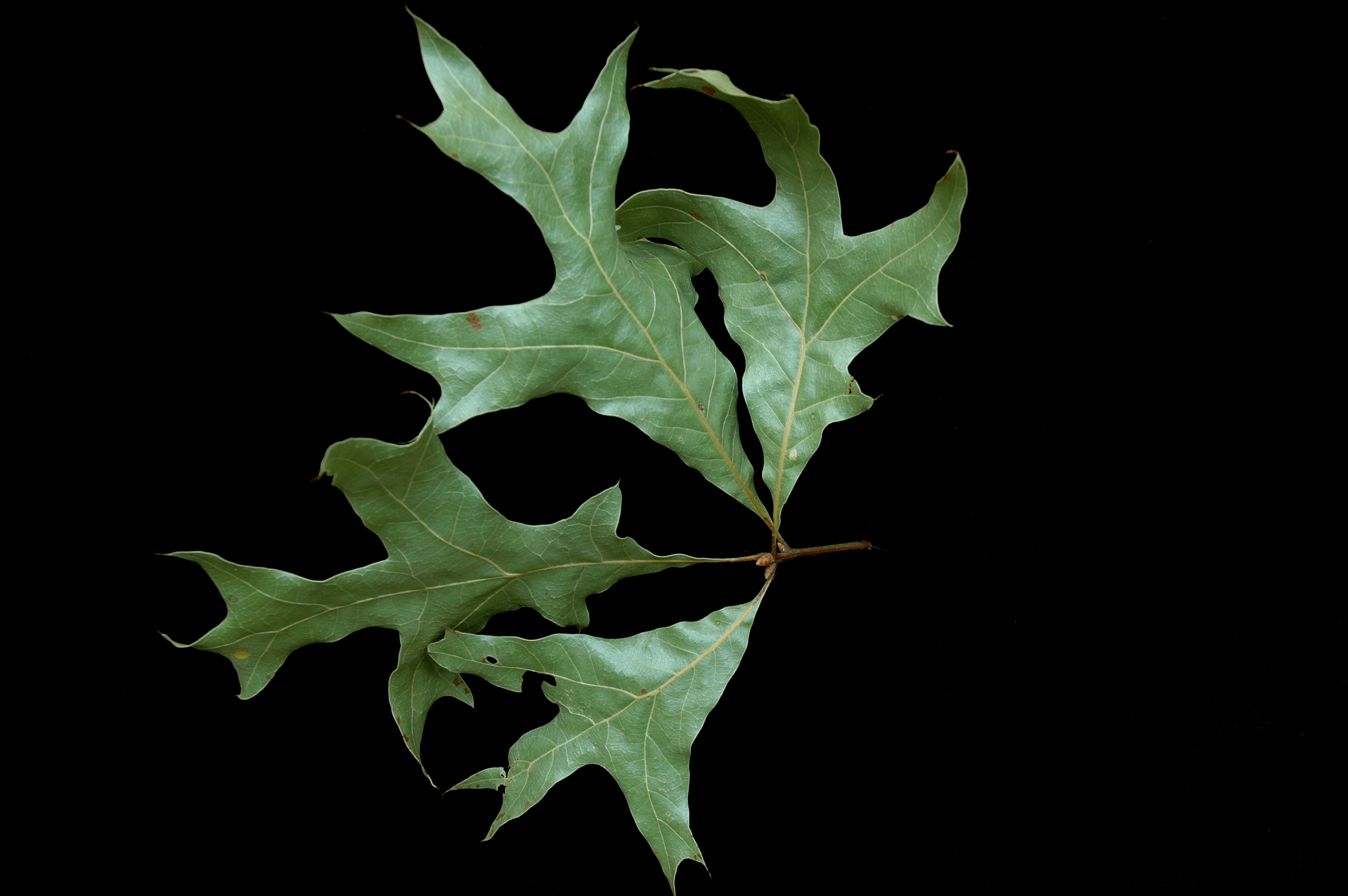 Quercus laevis (24162939555)