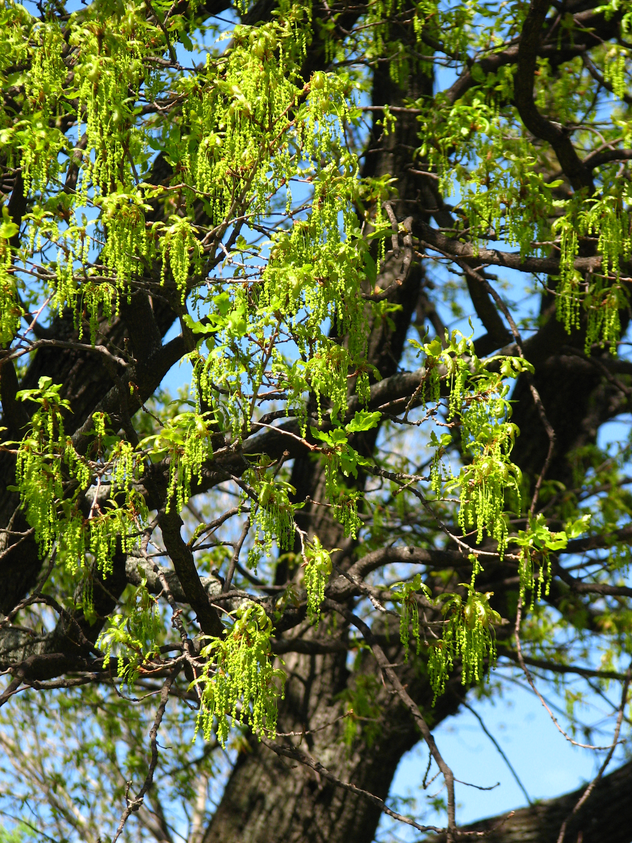 Quercus rob. 02