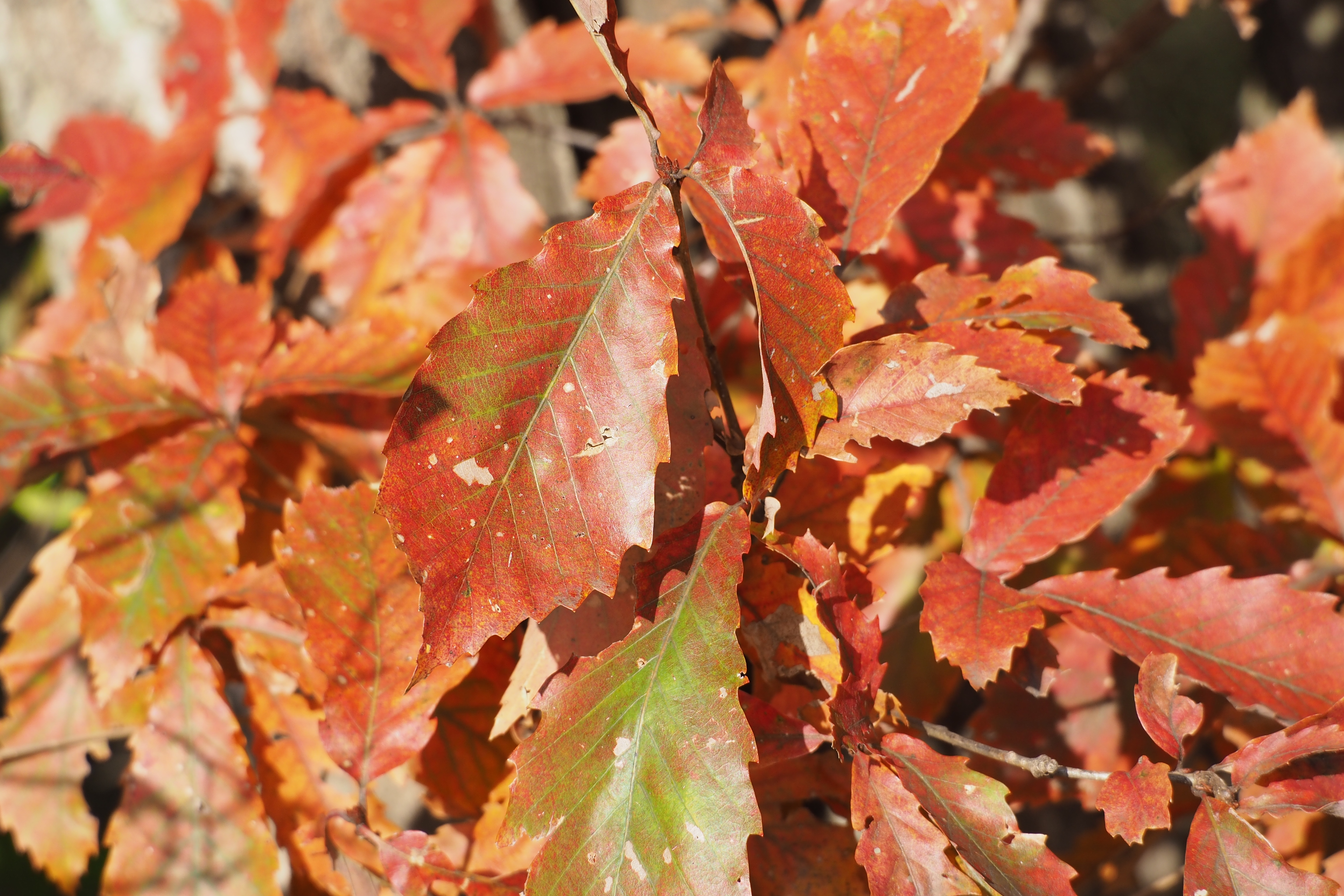 Quercus serrata(1) (23779097779)