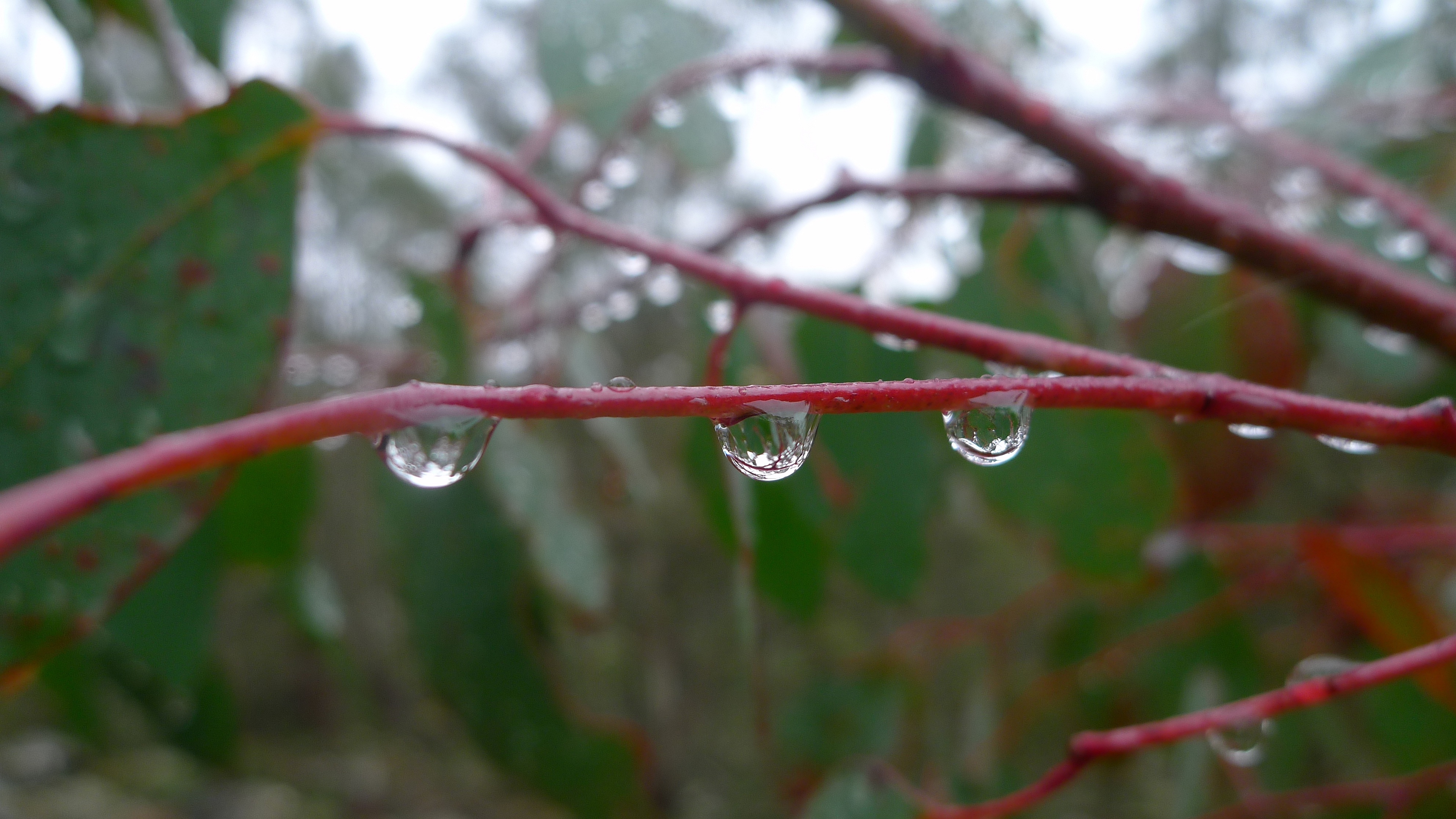 Rain drops on eucalypt (6249253864)