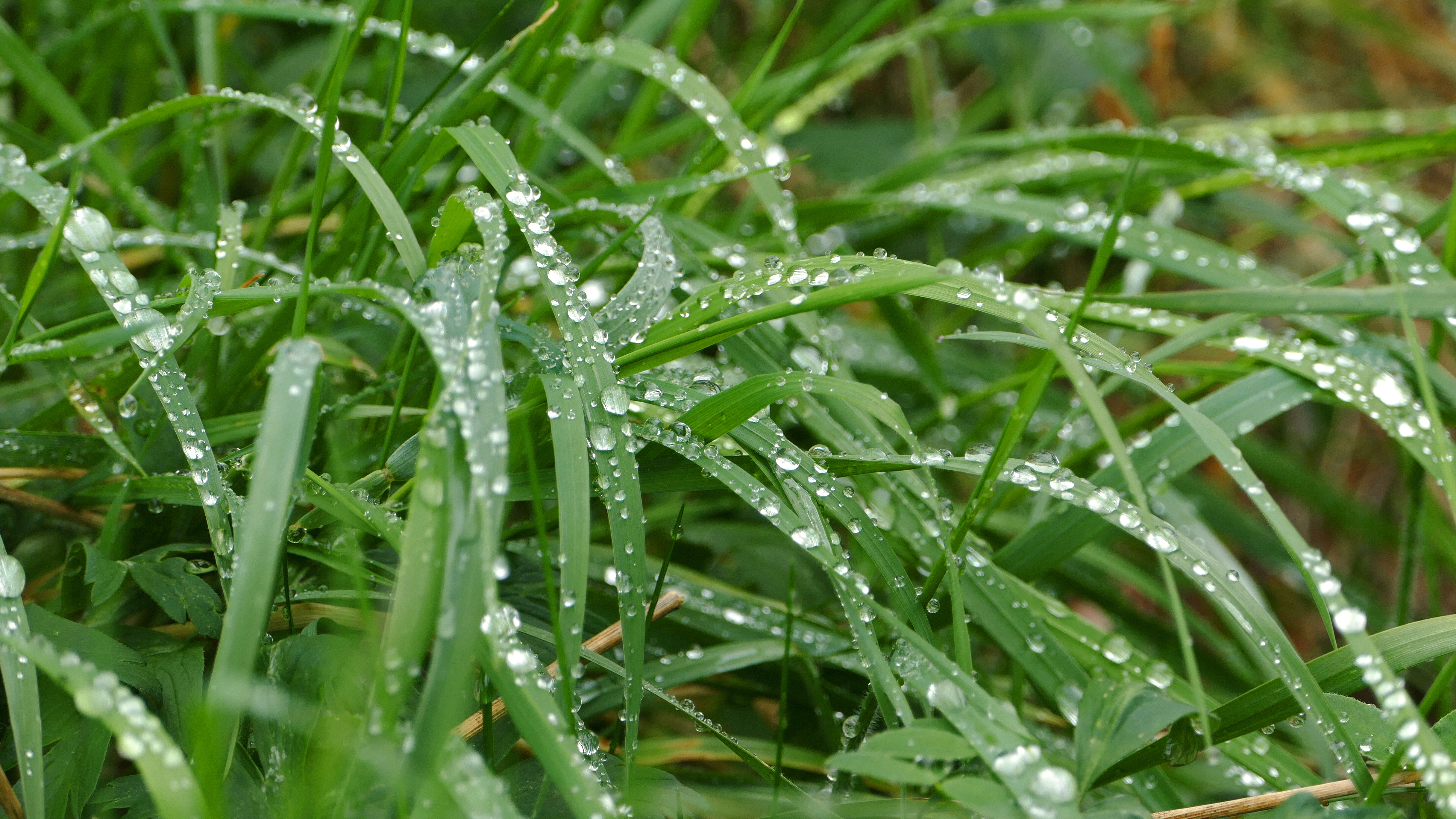 Rain on grass at Holma 1