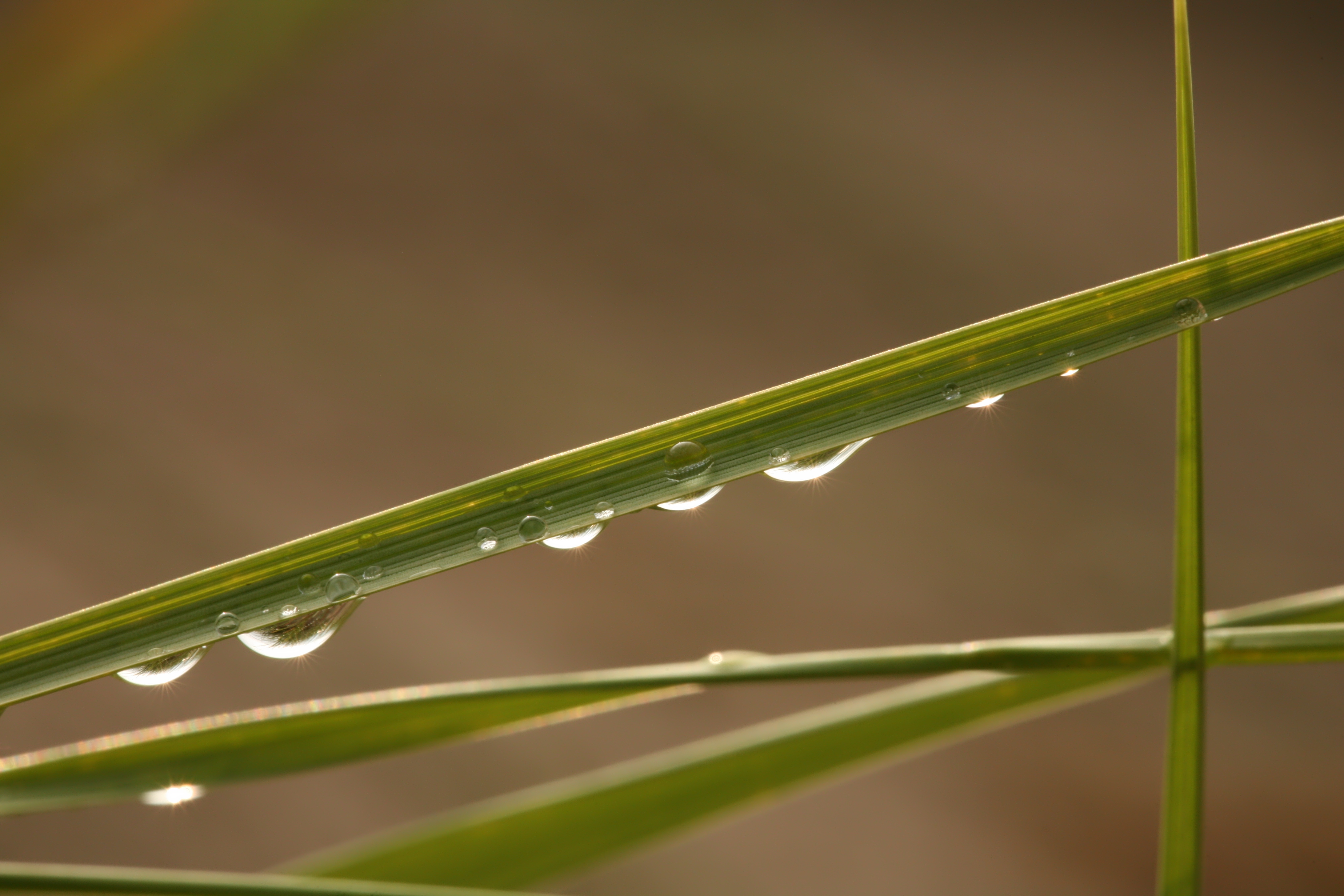 Raindrops on grass