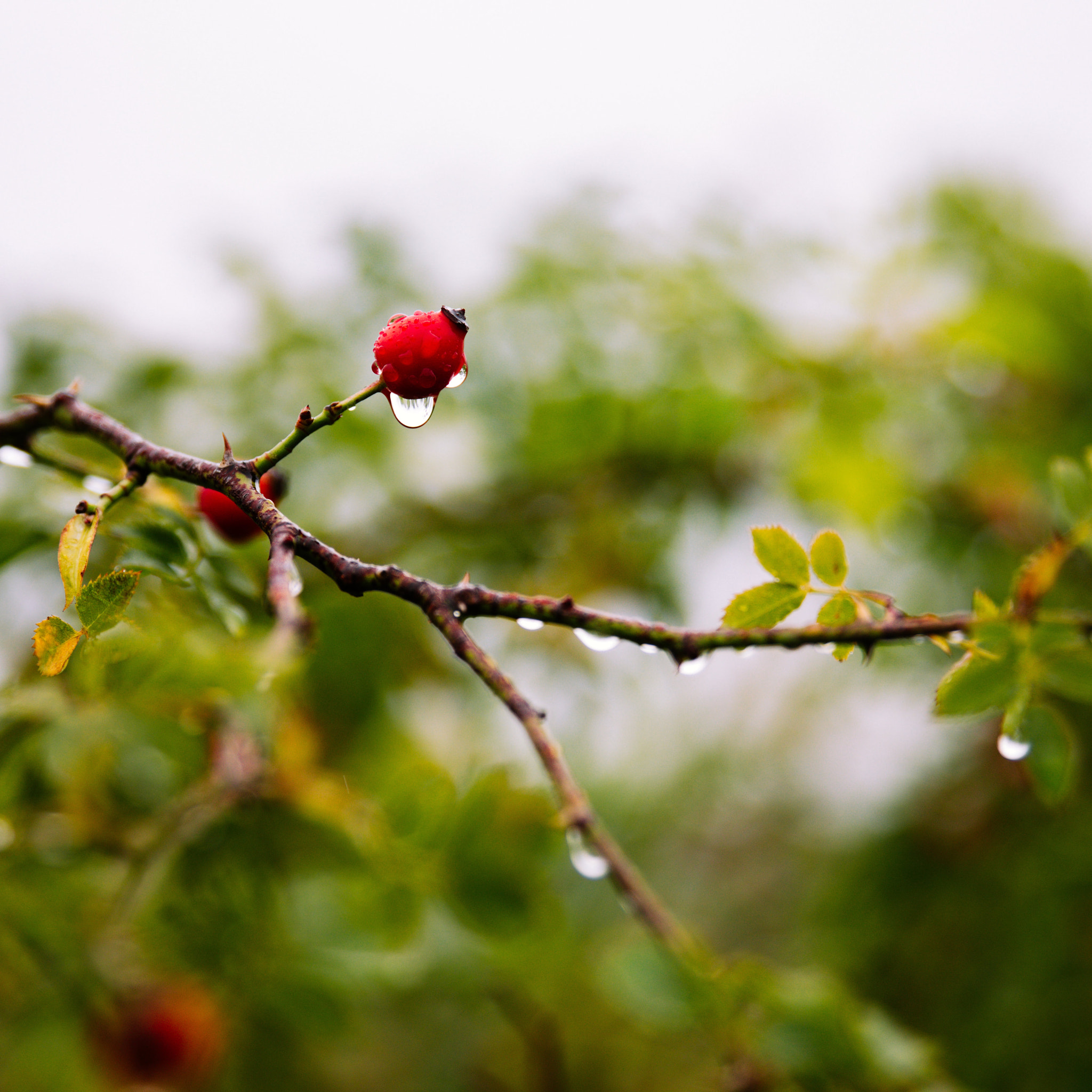 Rainy Days Ii (228230151)