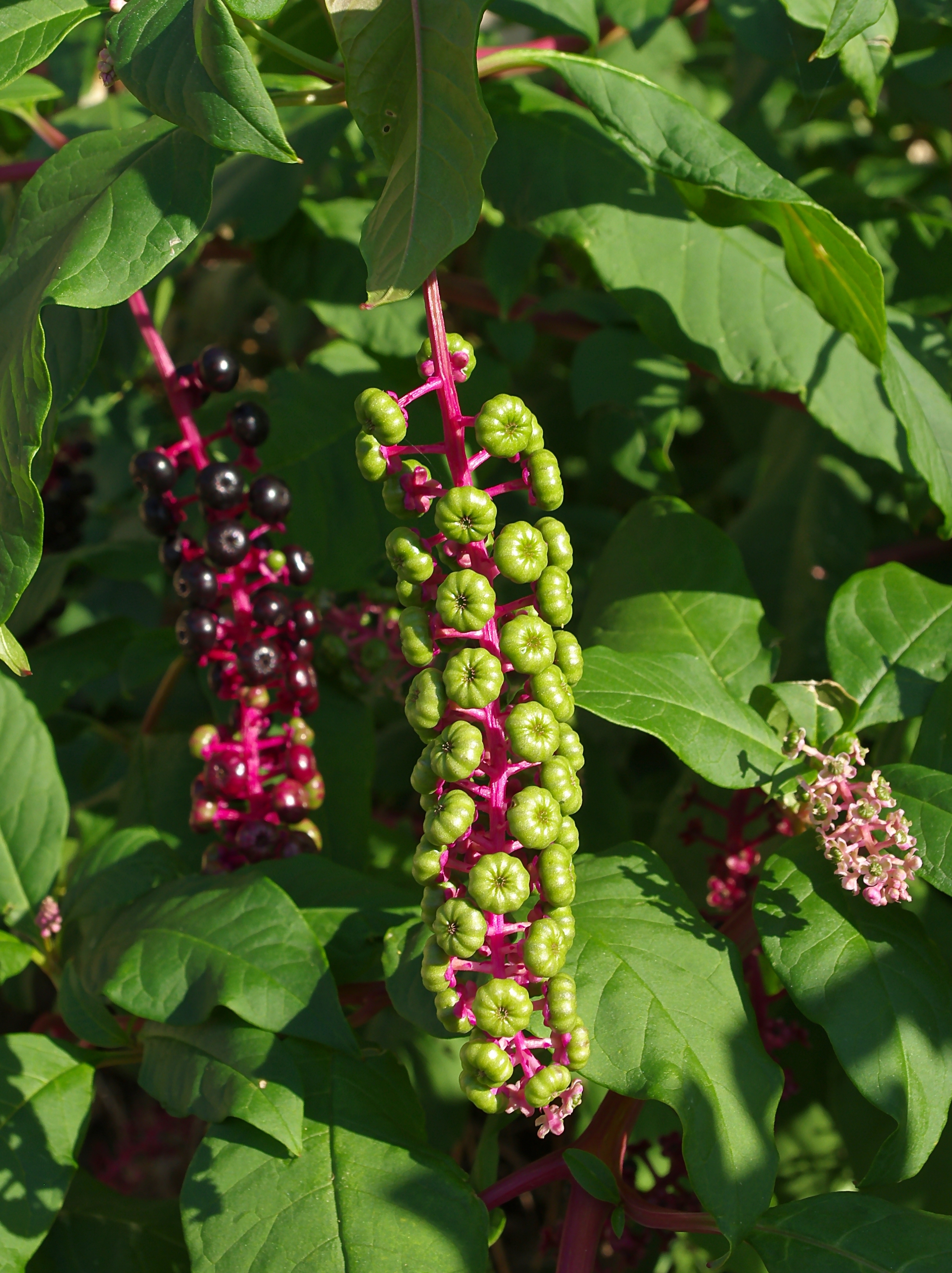 Raisin d'Amérique FR 2012