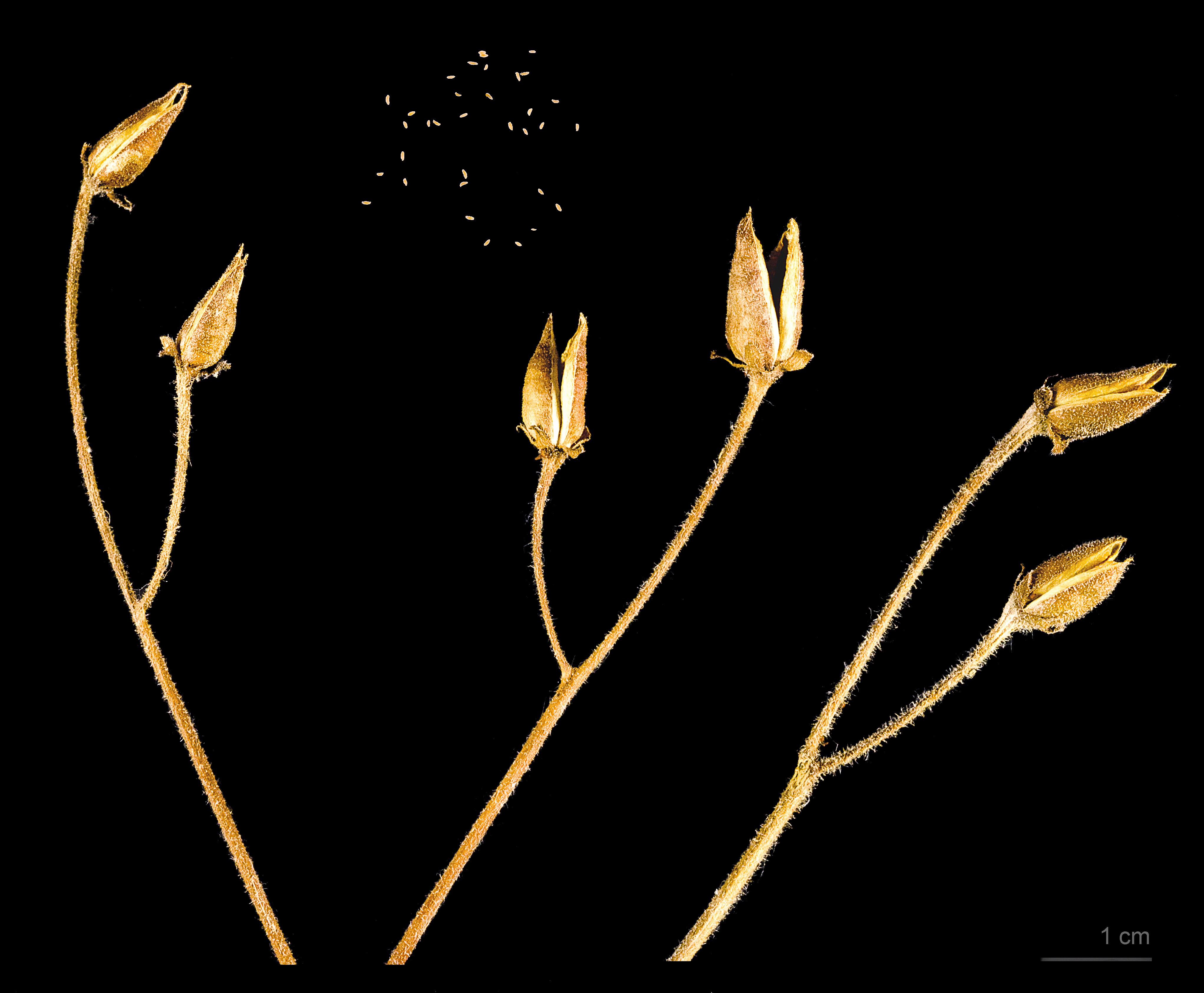 Ramonda myconi MHNT.BOT.2011.18.7
