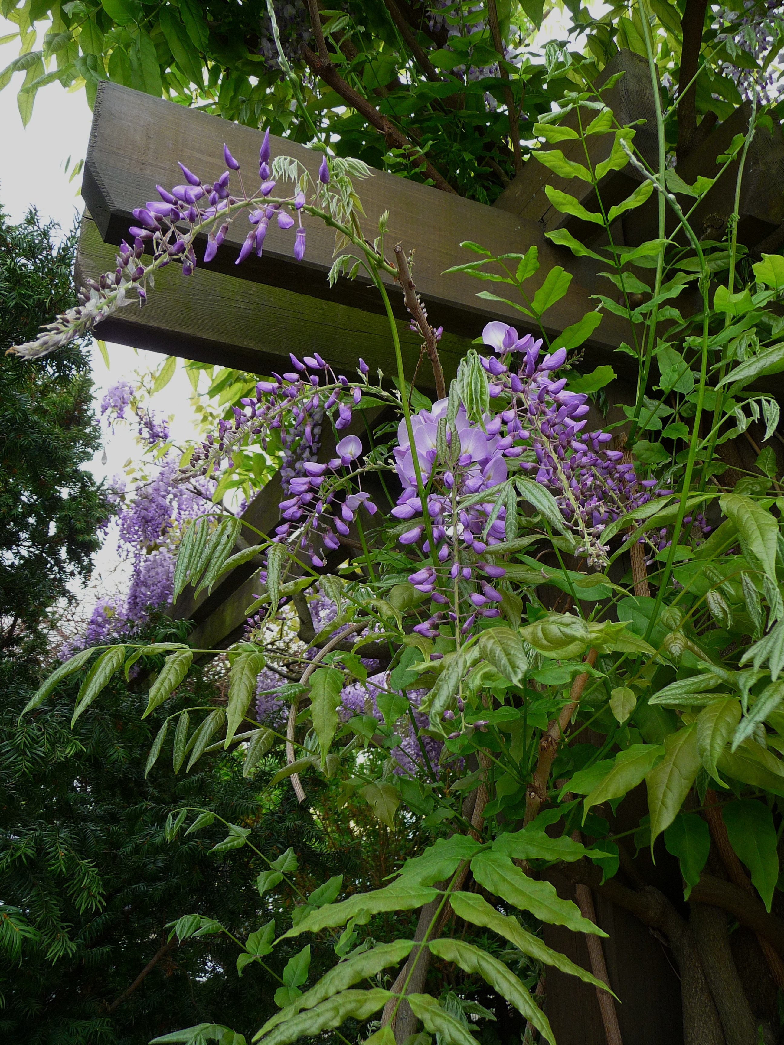 Rankende Wisteria