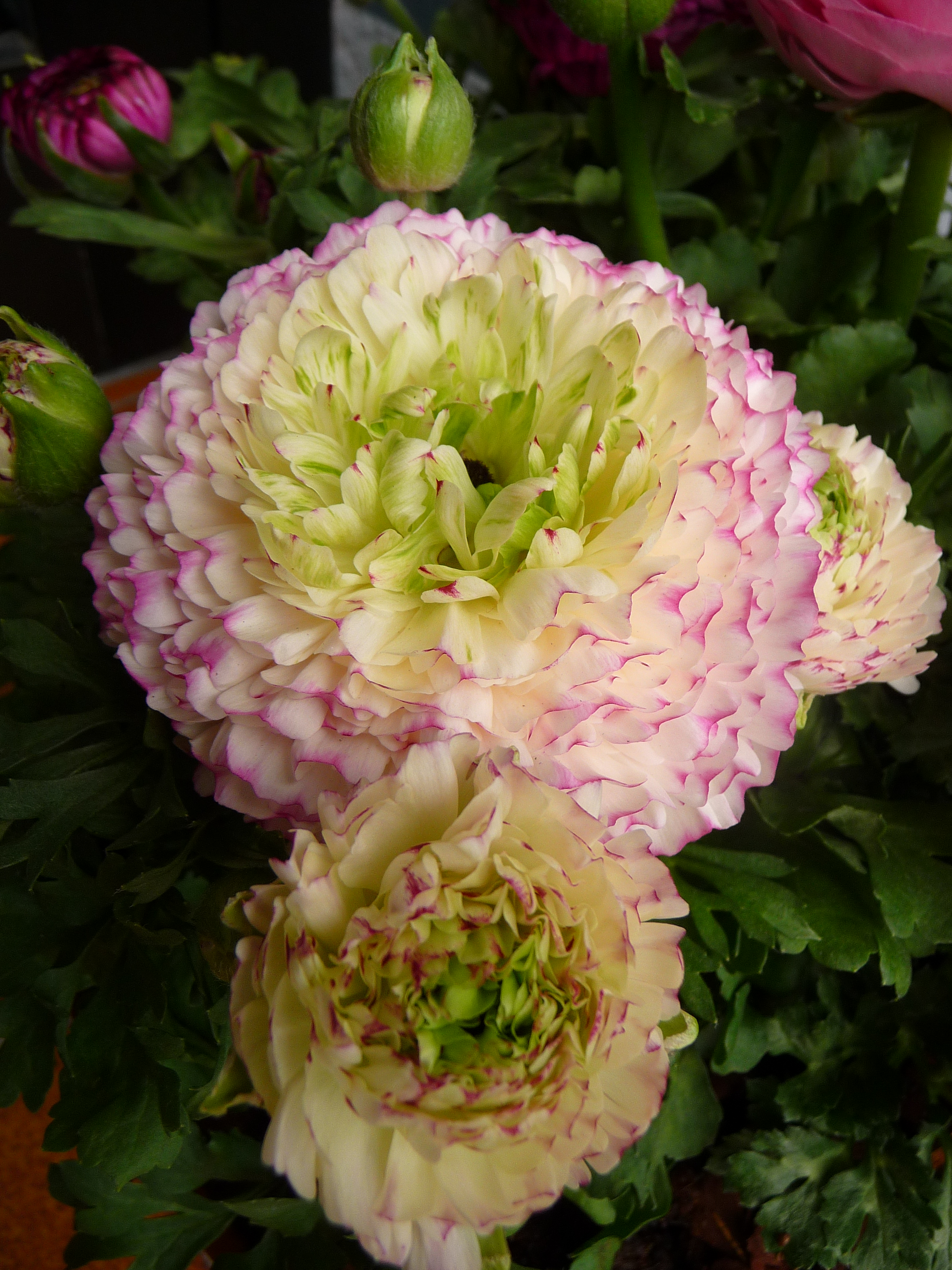 Ranunkel in rosa