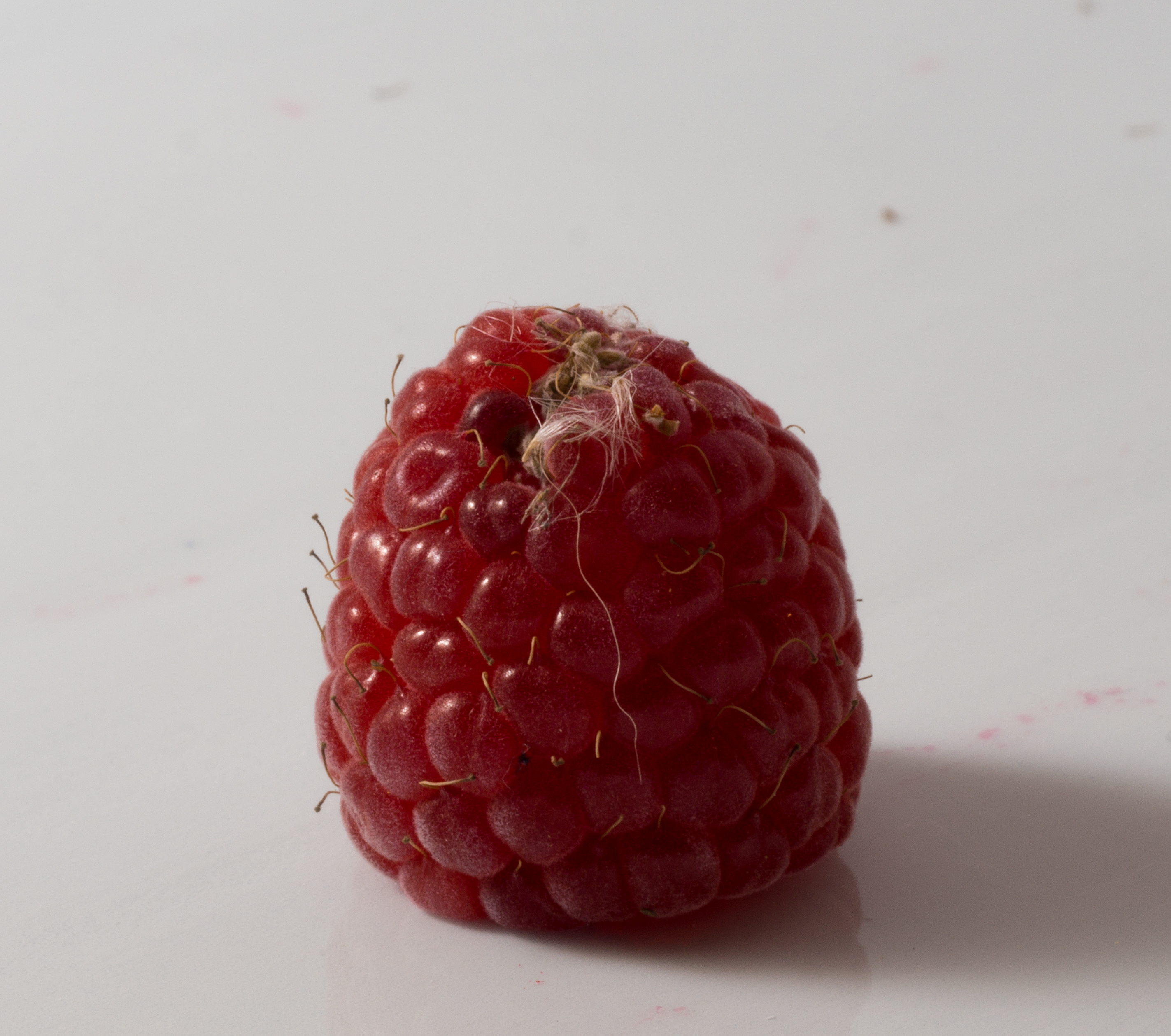 Raspberry with fuzz (40969)