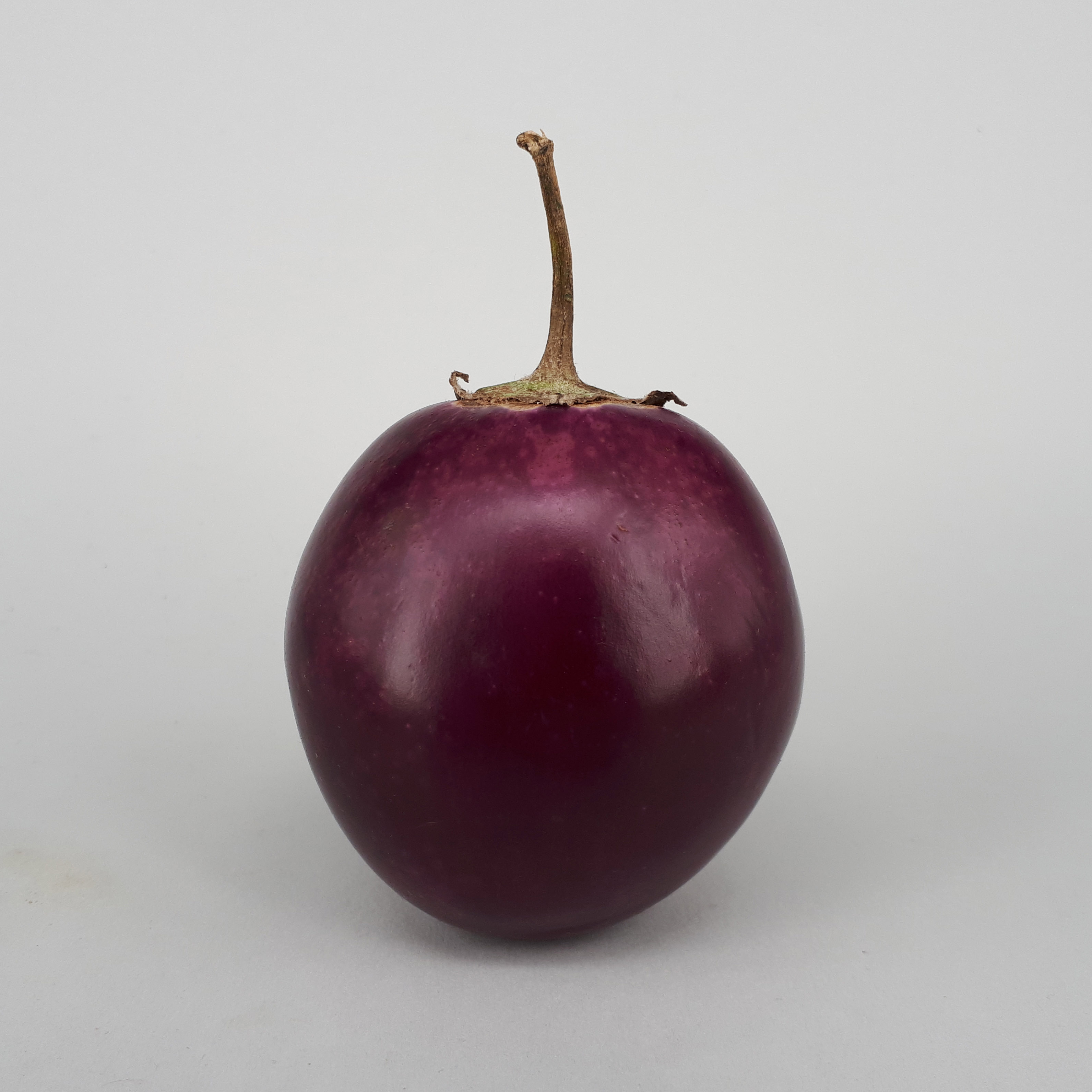 Ratna eggplant 2017 B1