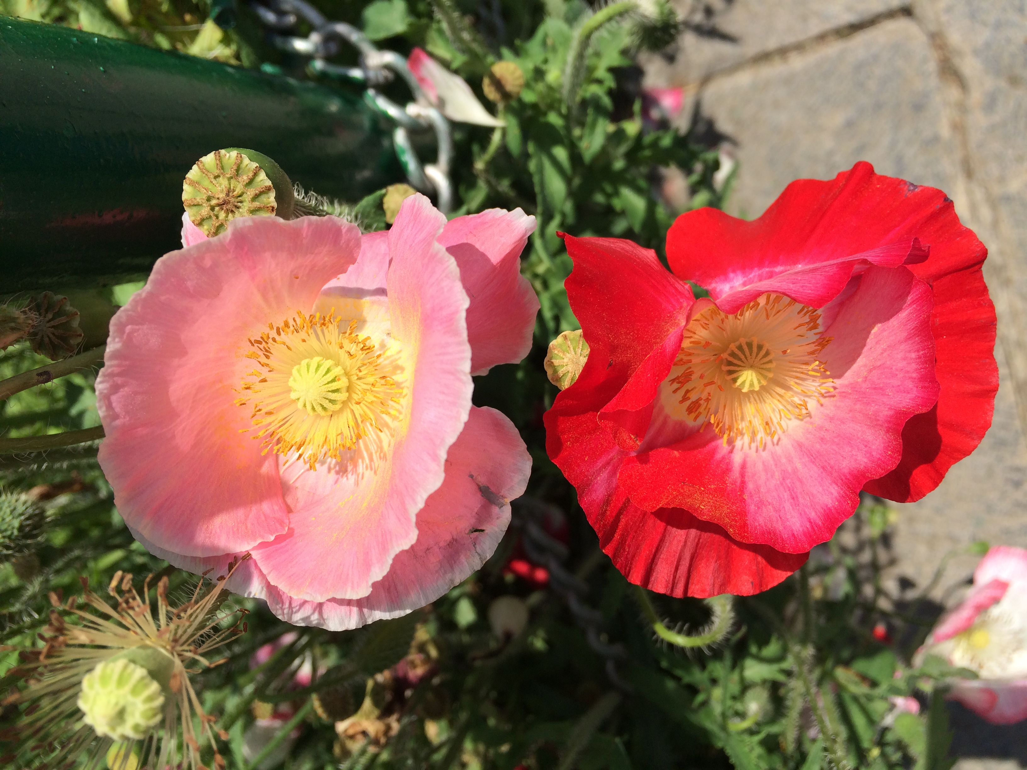 RED AND PINK POPPIES, SRINAGAR