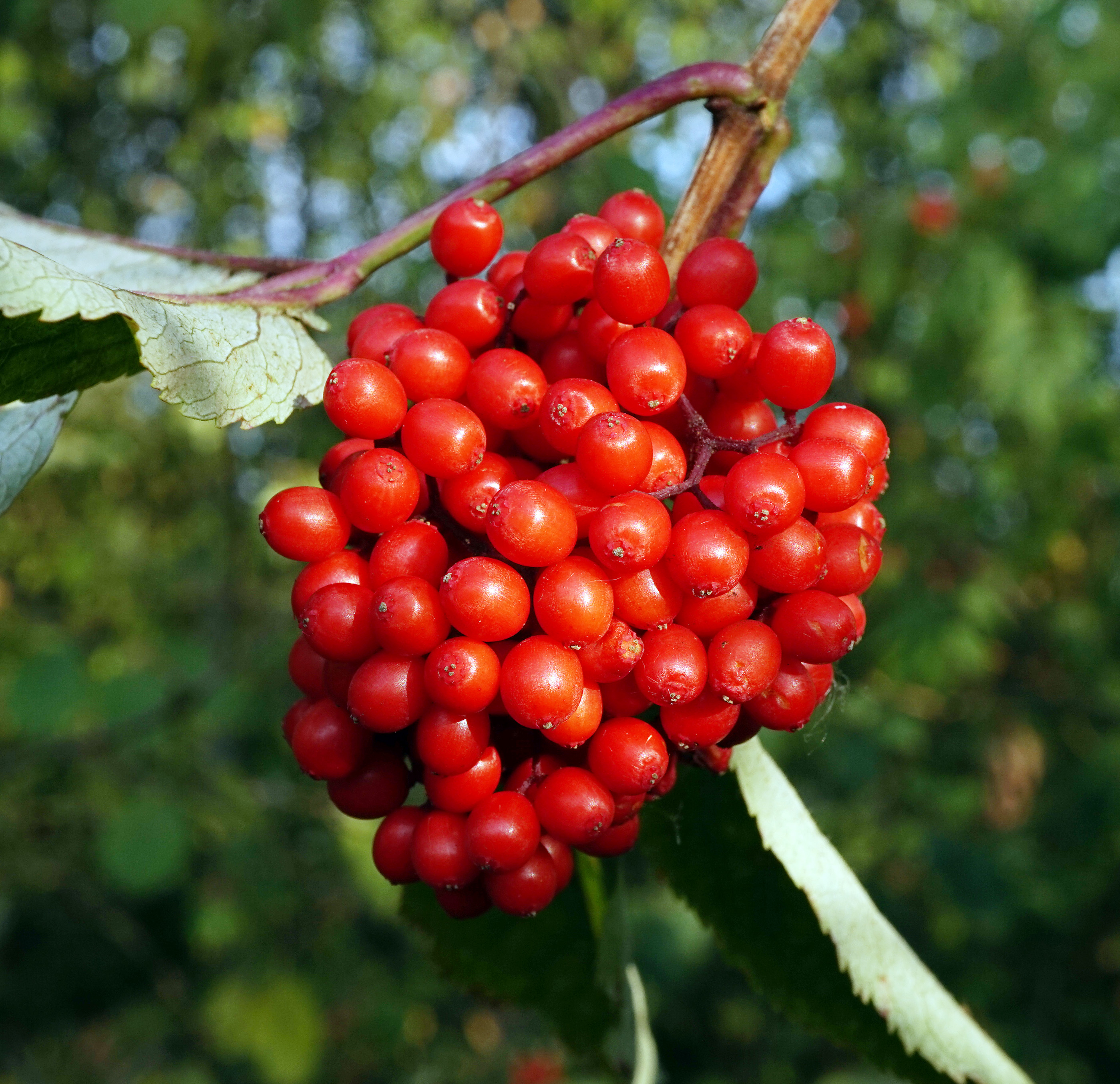 Red berries 6
