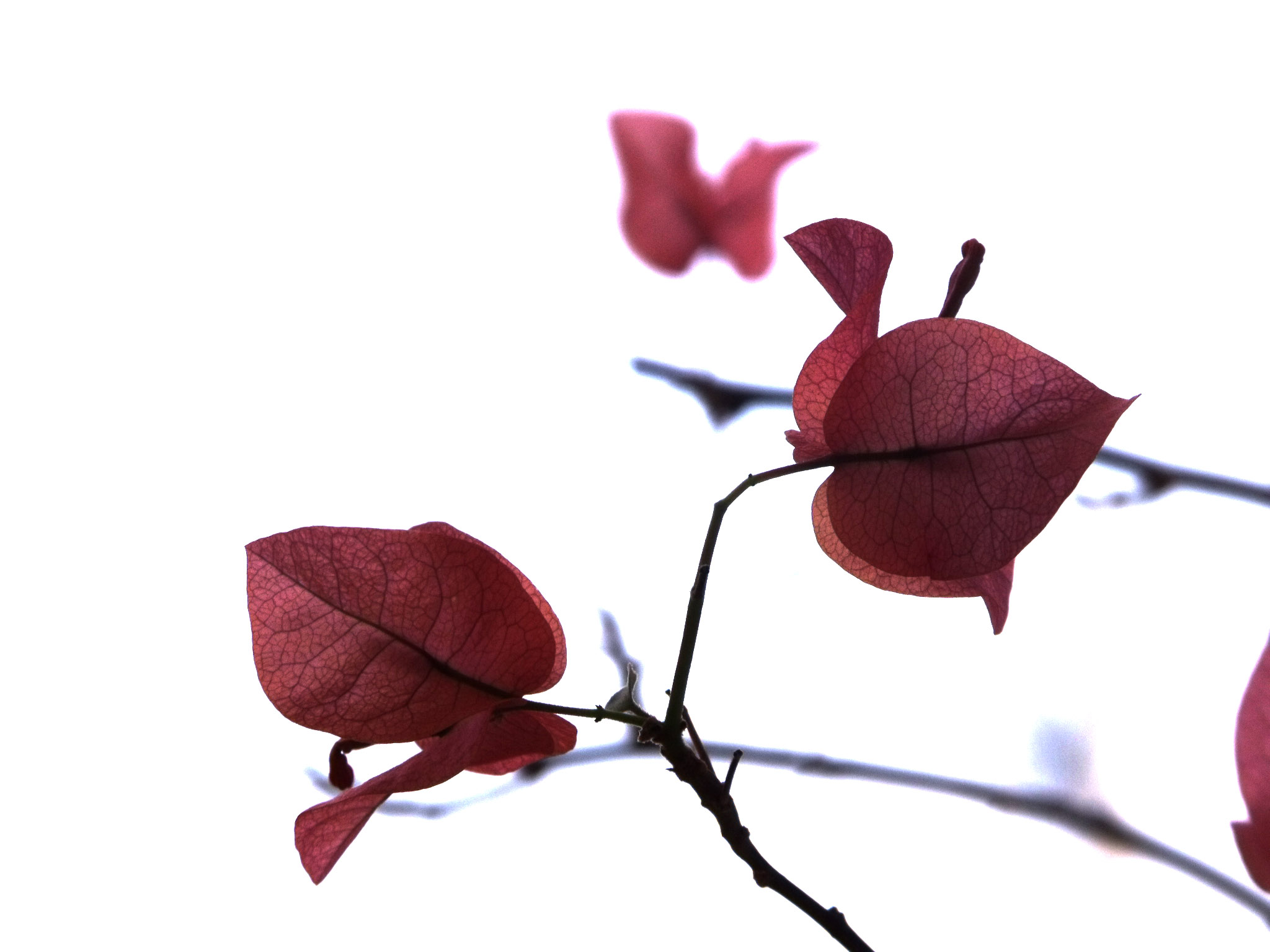 Red Bougainvillea in Malaysia
