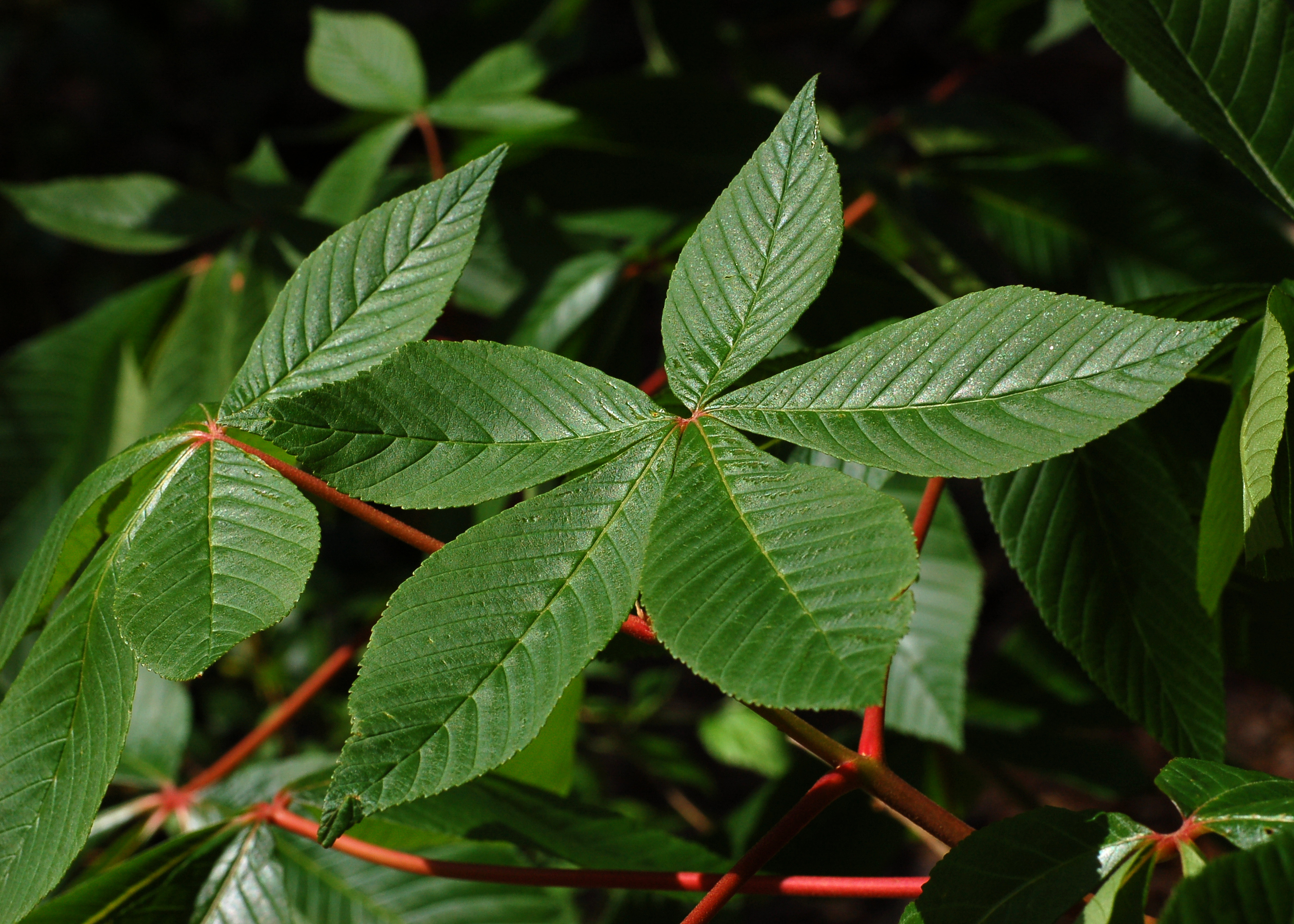 Red Buckeye Aesculus pavia Leaf Cluster 2800px