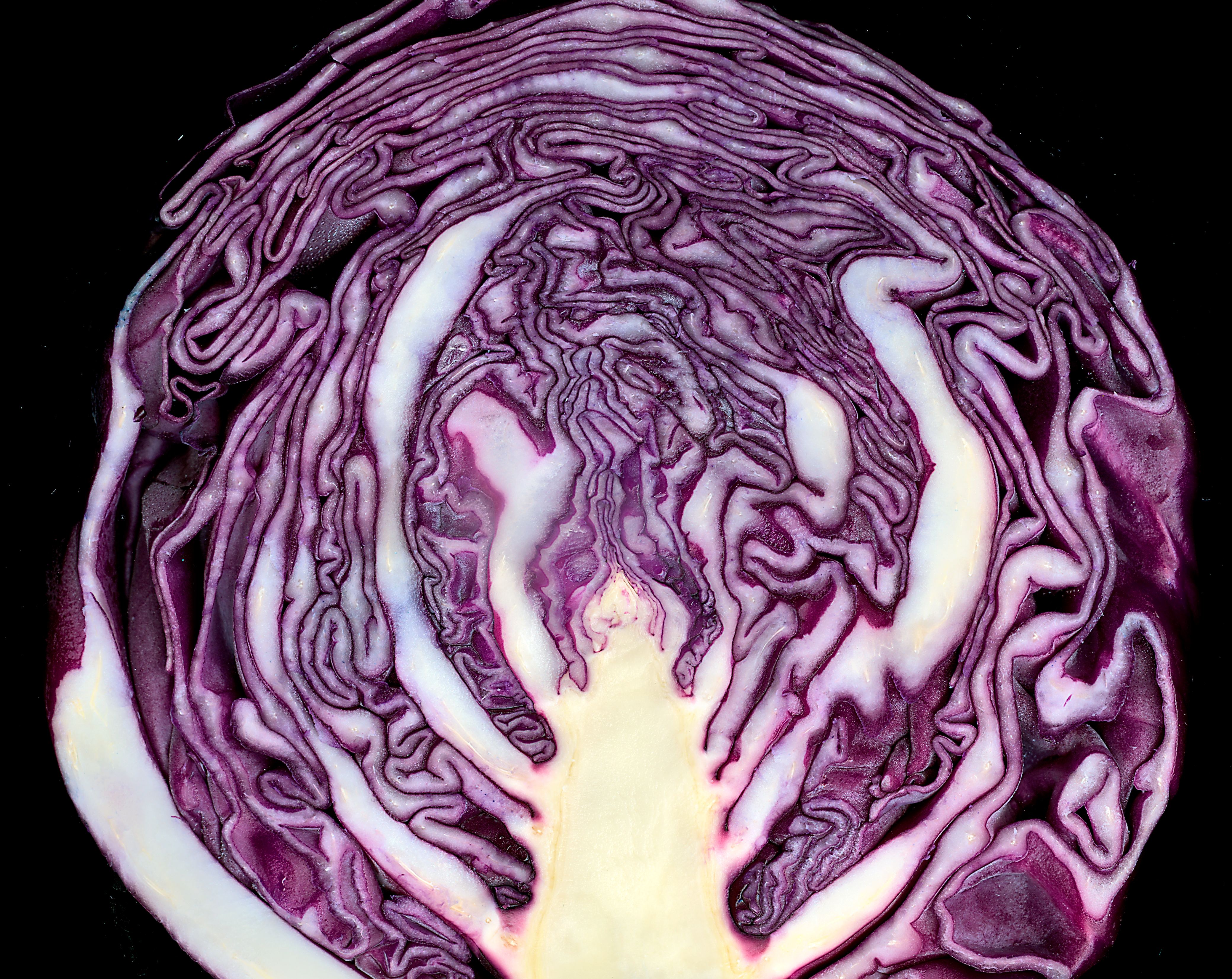 Red cabbage cross section 02