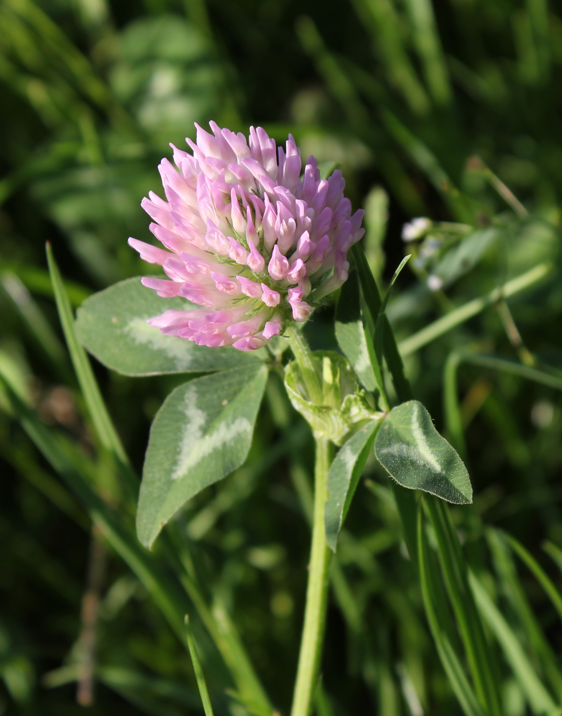 Red Clover 2011 G2