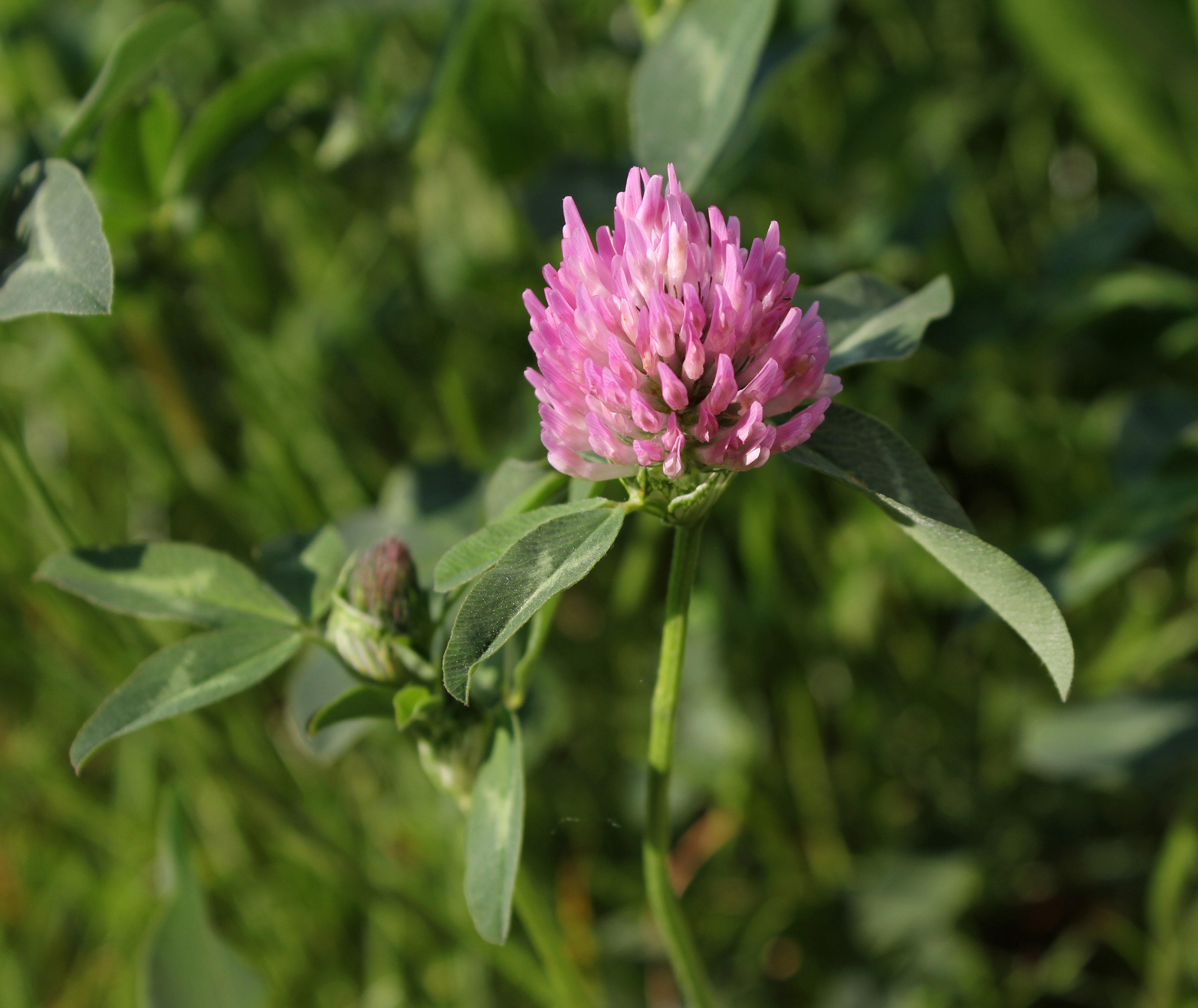 Red Clover 2011 G4