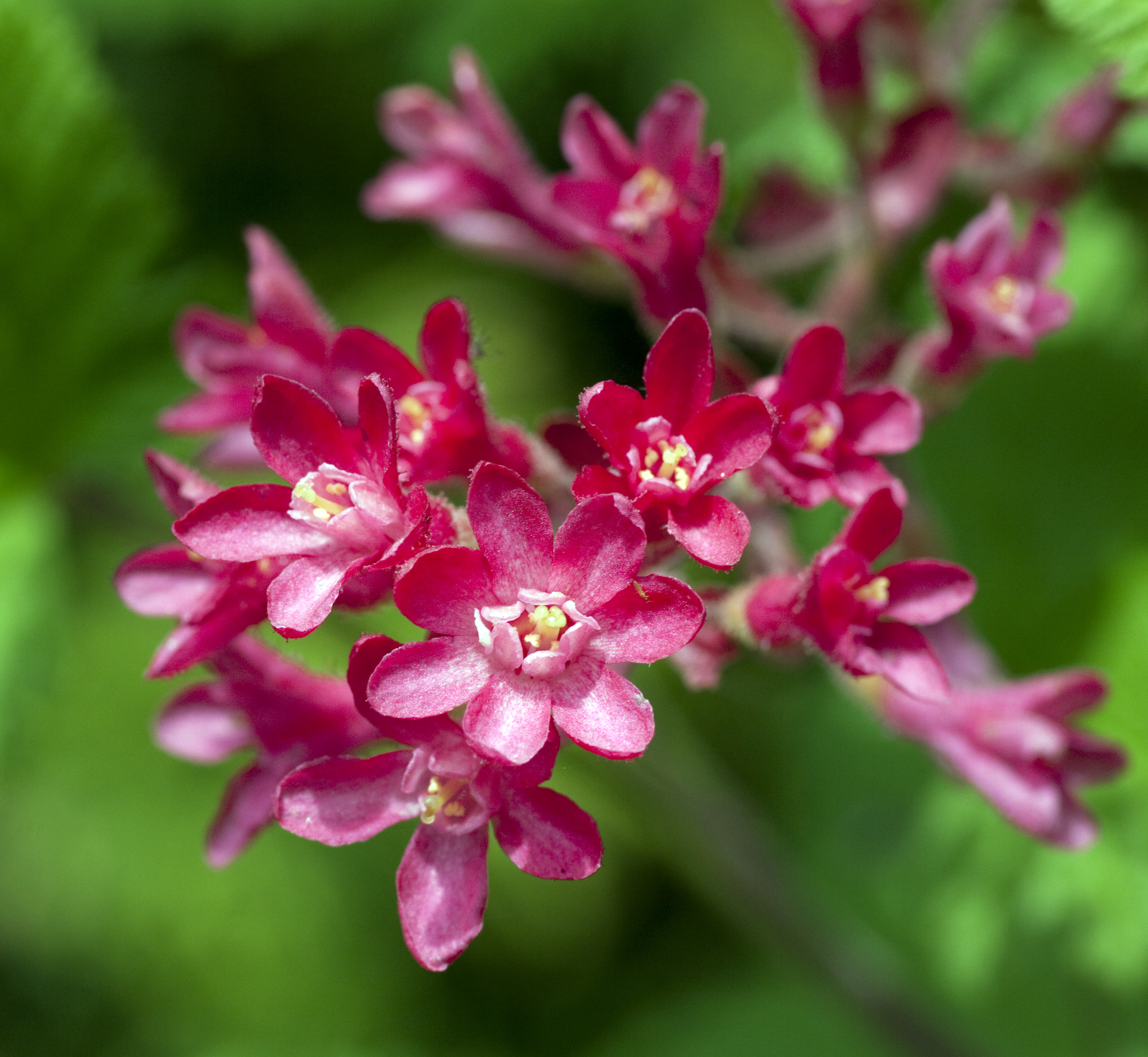 Red Currant 2 (4548101900)