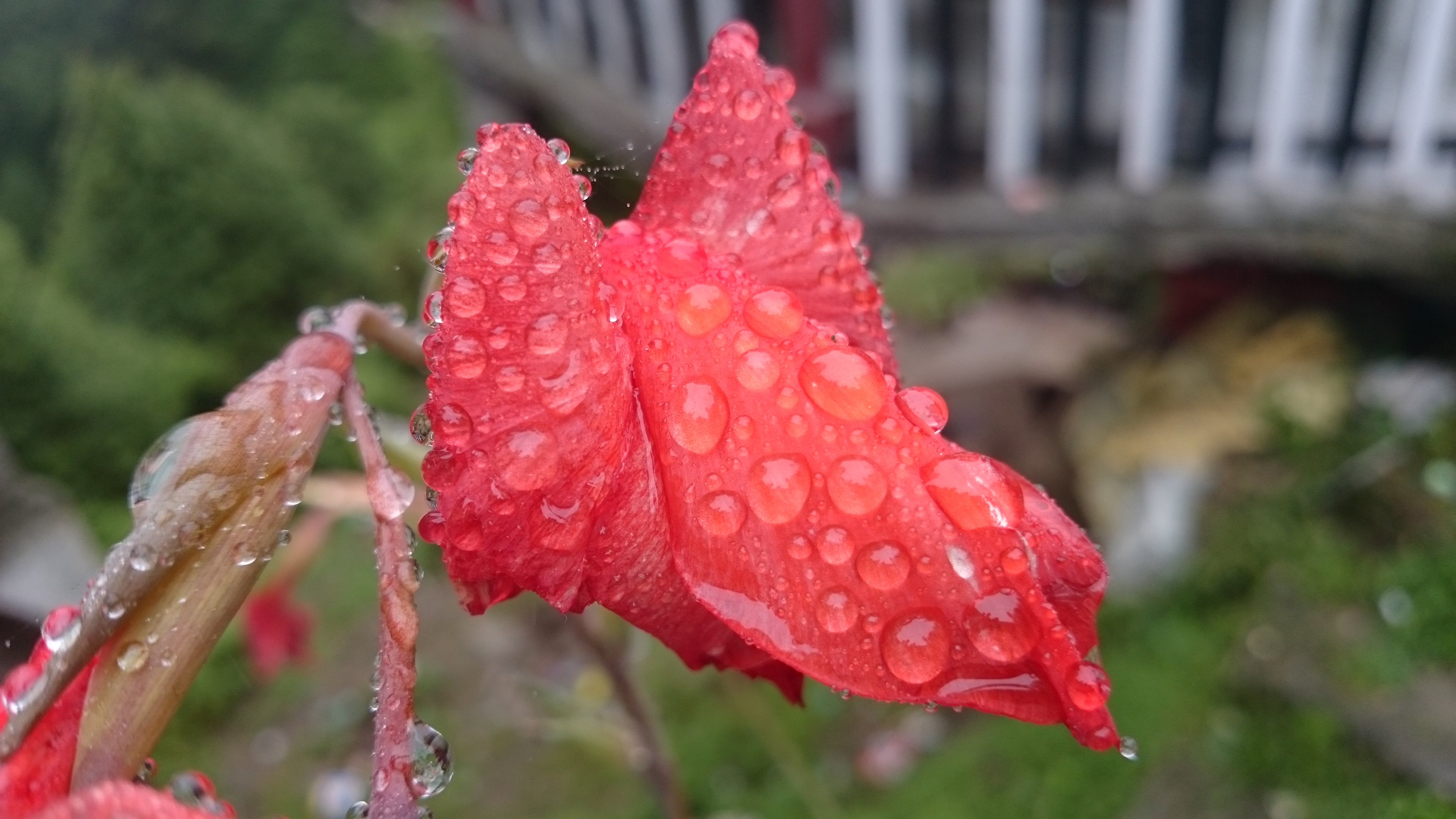 Red-flowers-water