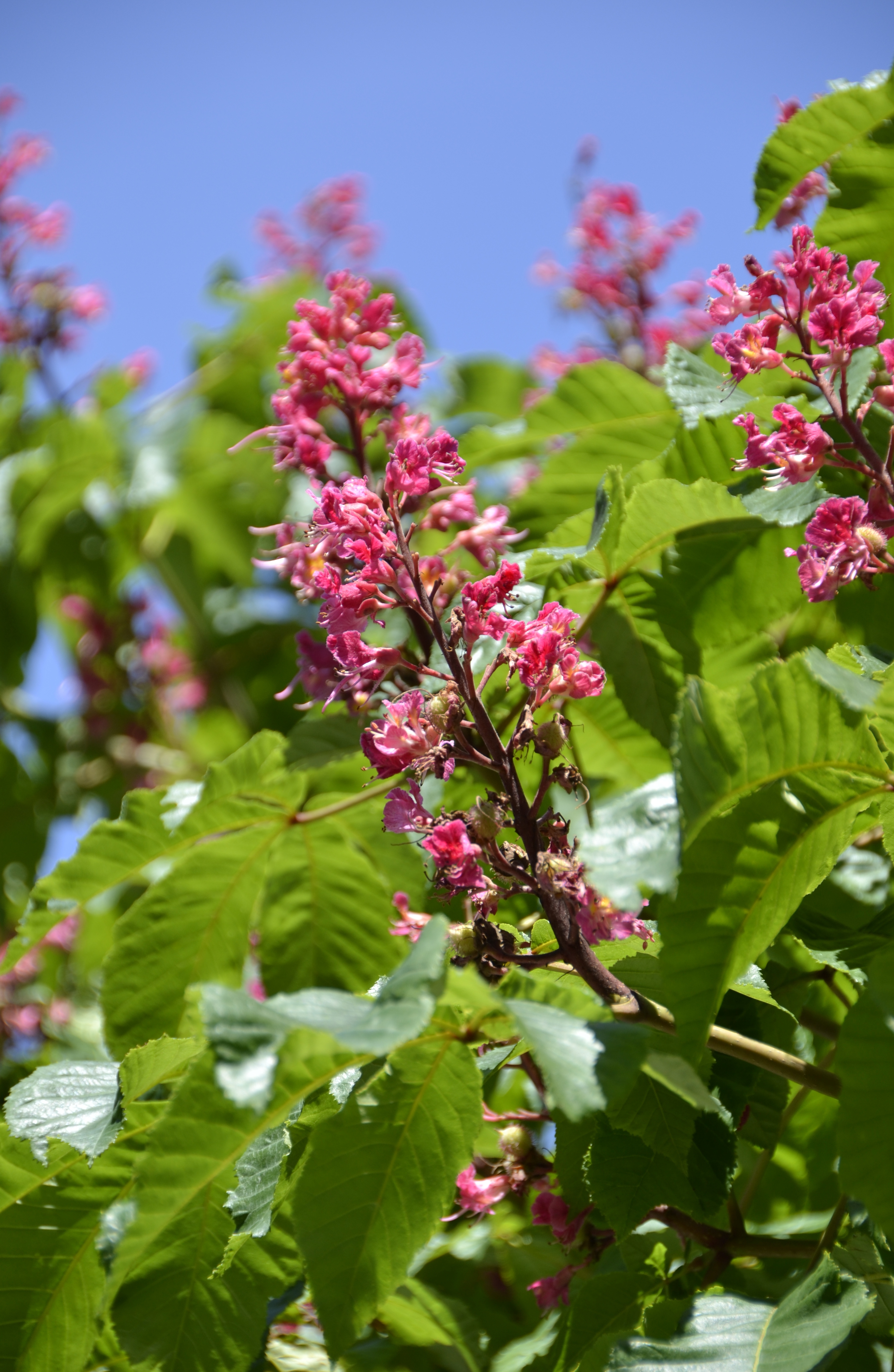 Red horse-chestnut Aesculus × carnea