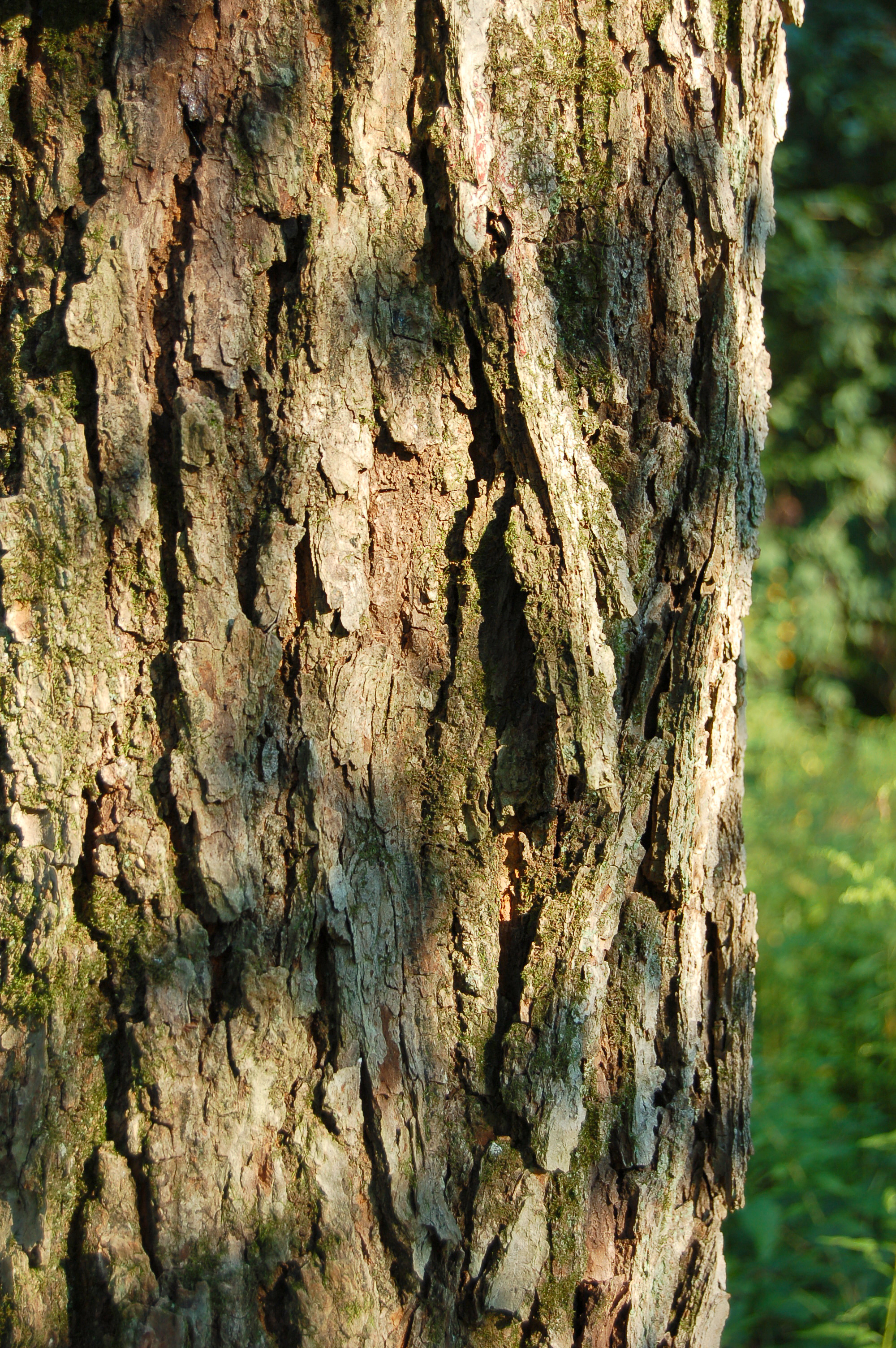Red Maple Acer rubrum Bark 2000px