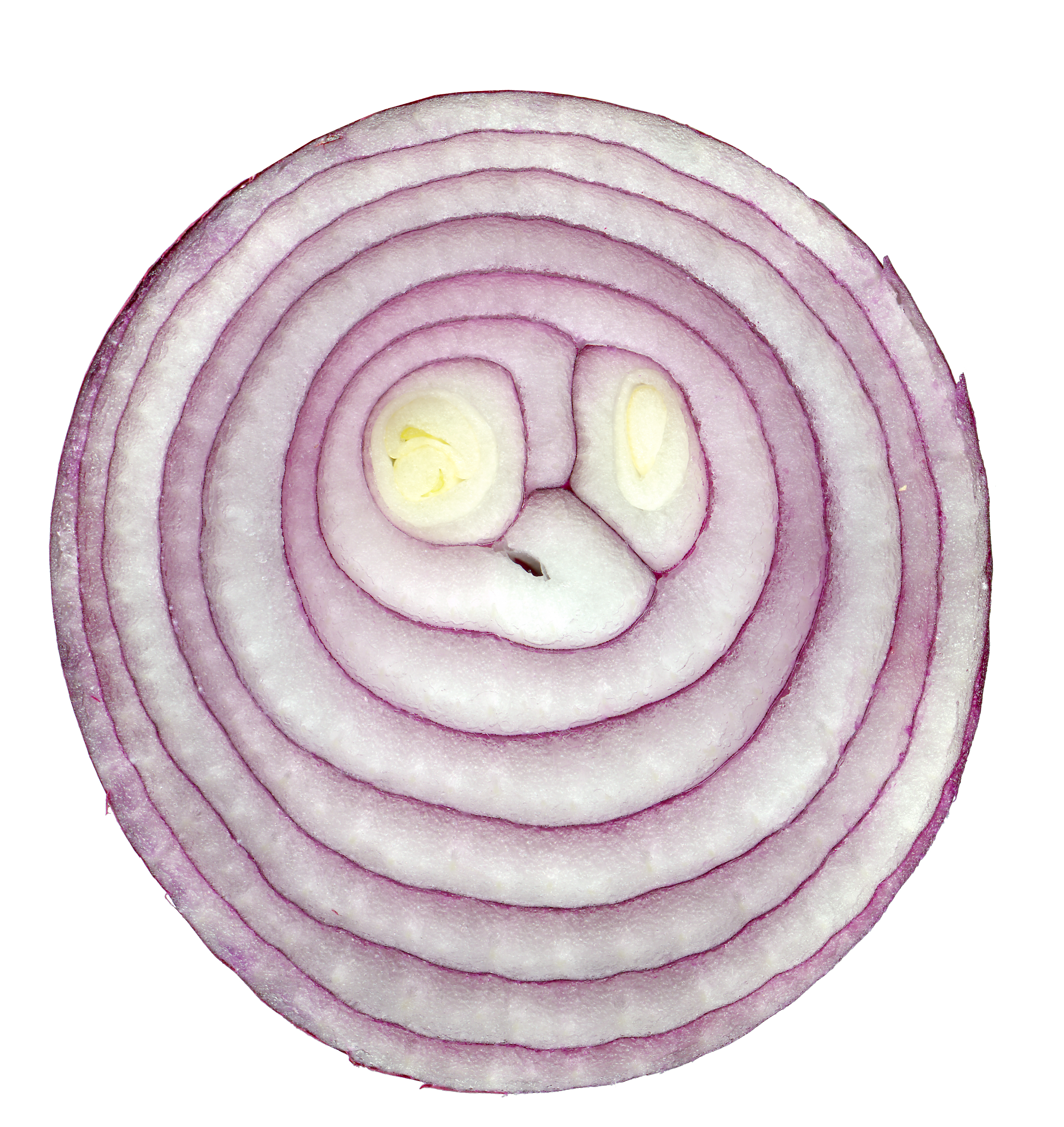 Red onion cross section 03