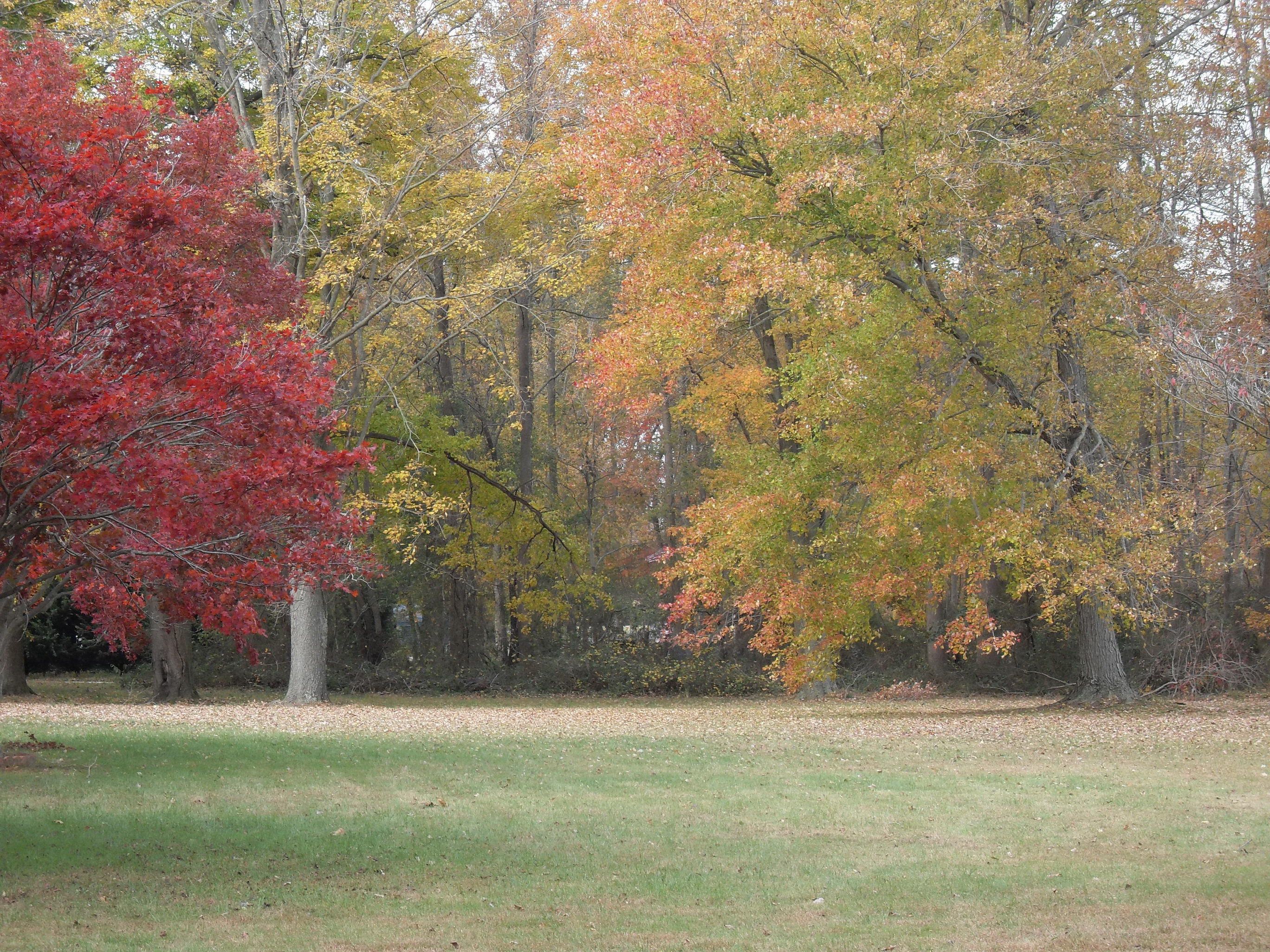 Red yellow and orange leaves on the trees