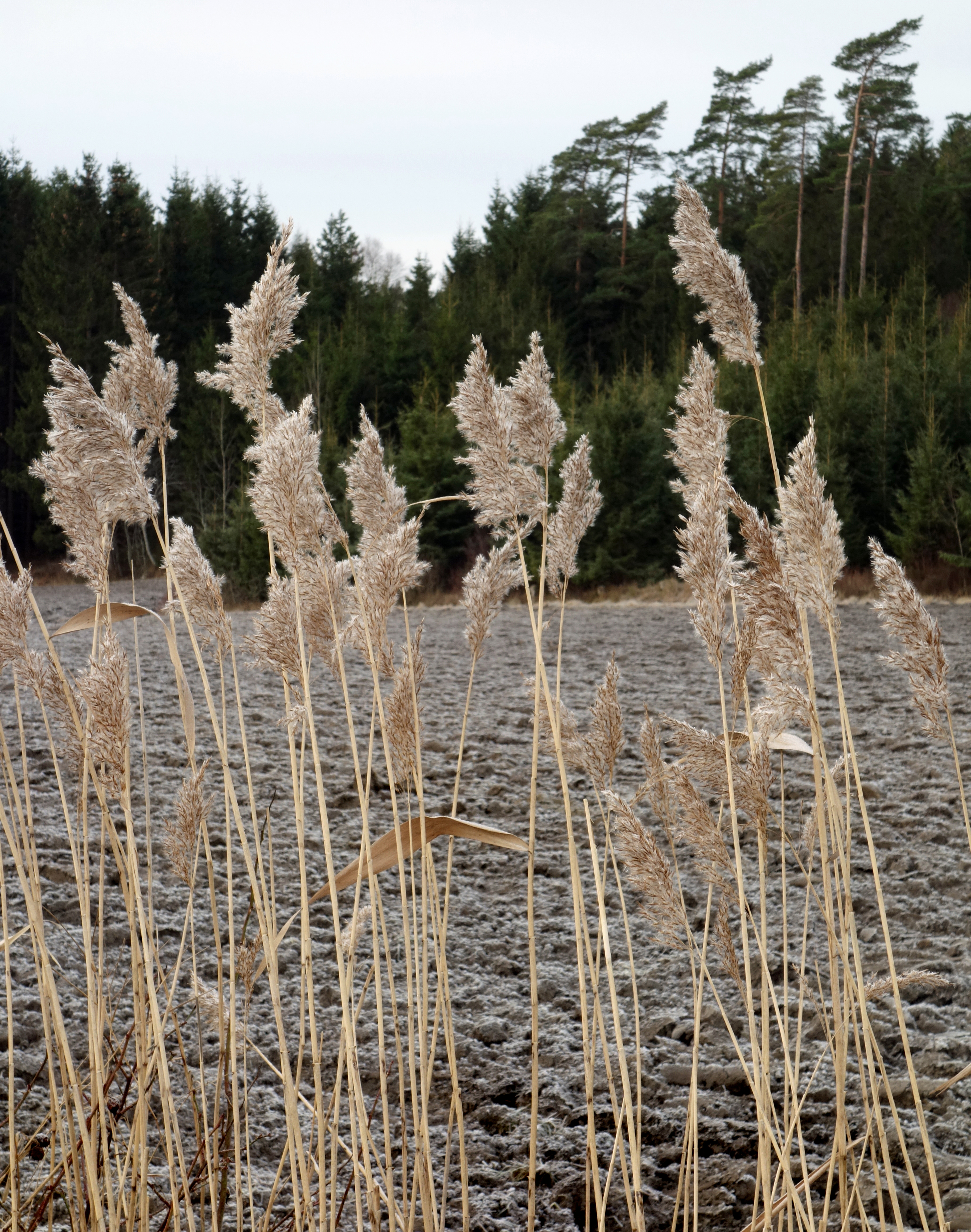 Reeds by a frozen newly ploughed field