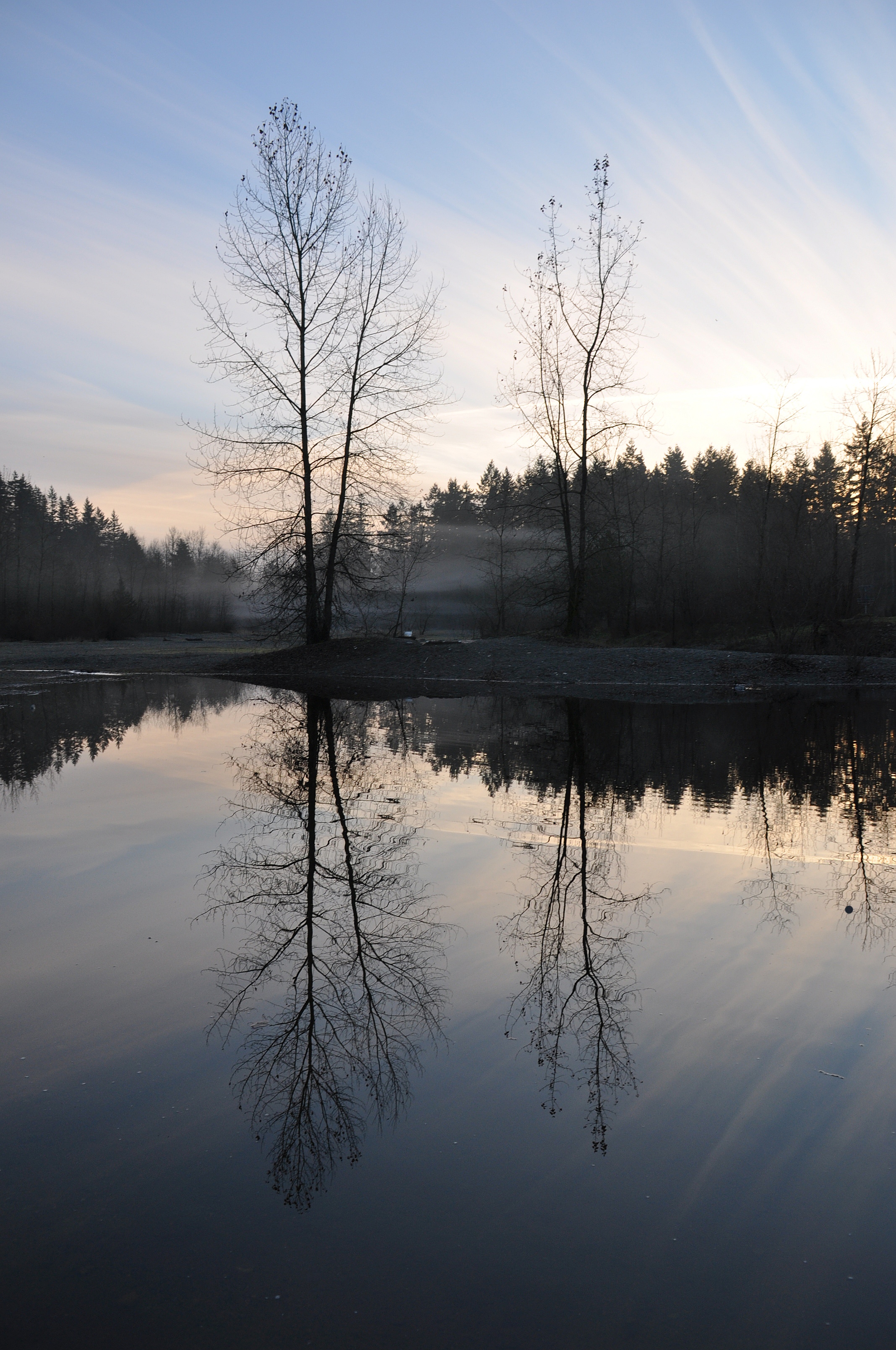Reflection of tree