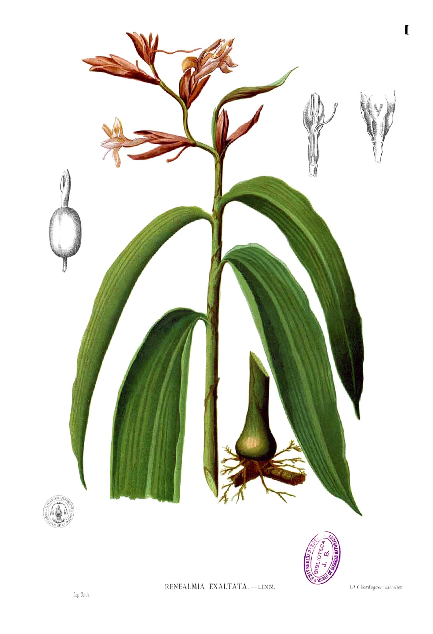 Renealmia alpinia Blanco1.1