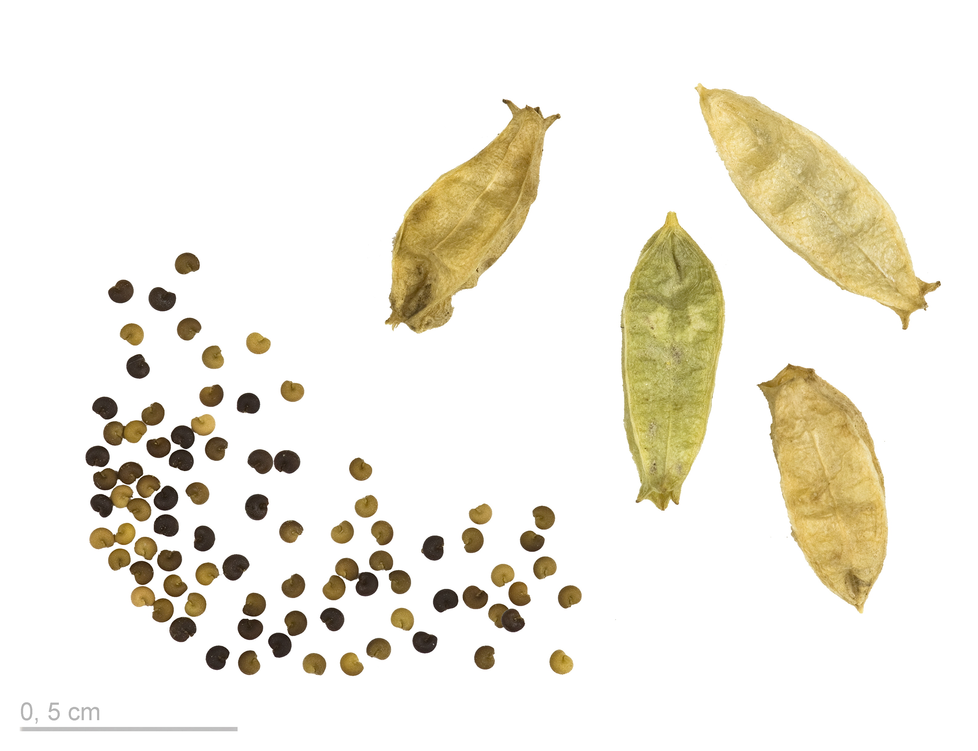 Reseda lutea MHNT.BOT.2008.1.6