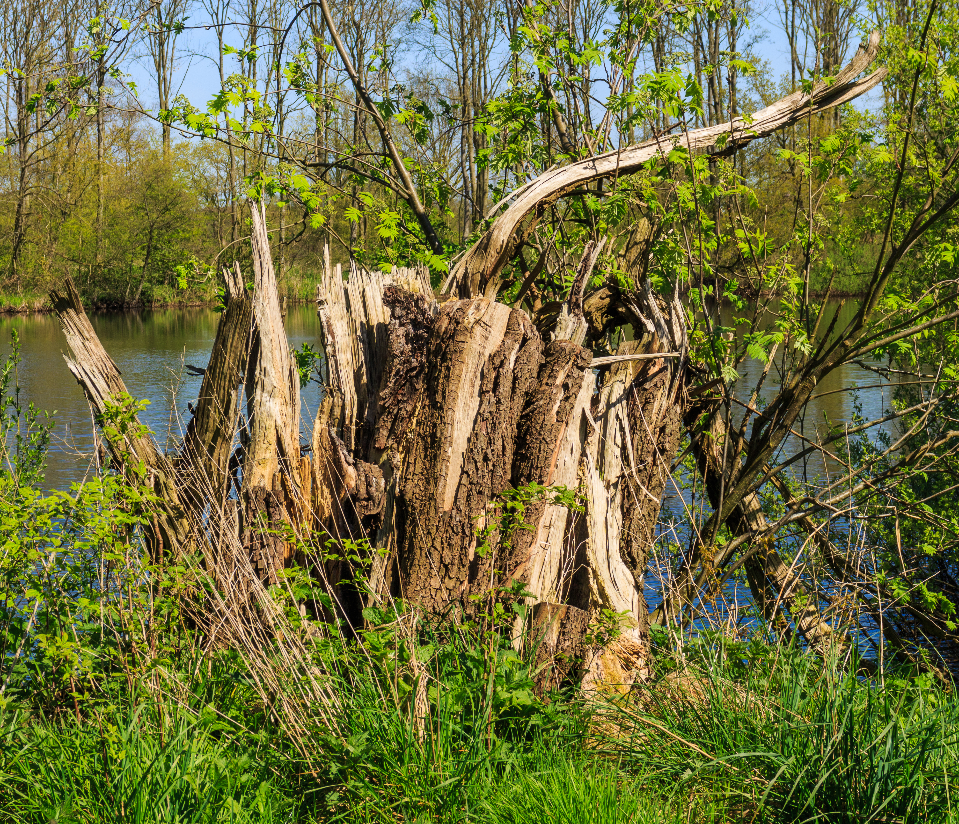 Restant omgewaaide boom. Locatie, natuurterrein Beekdal Linde Bekhofplas
