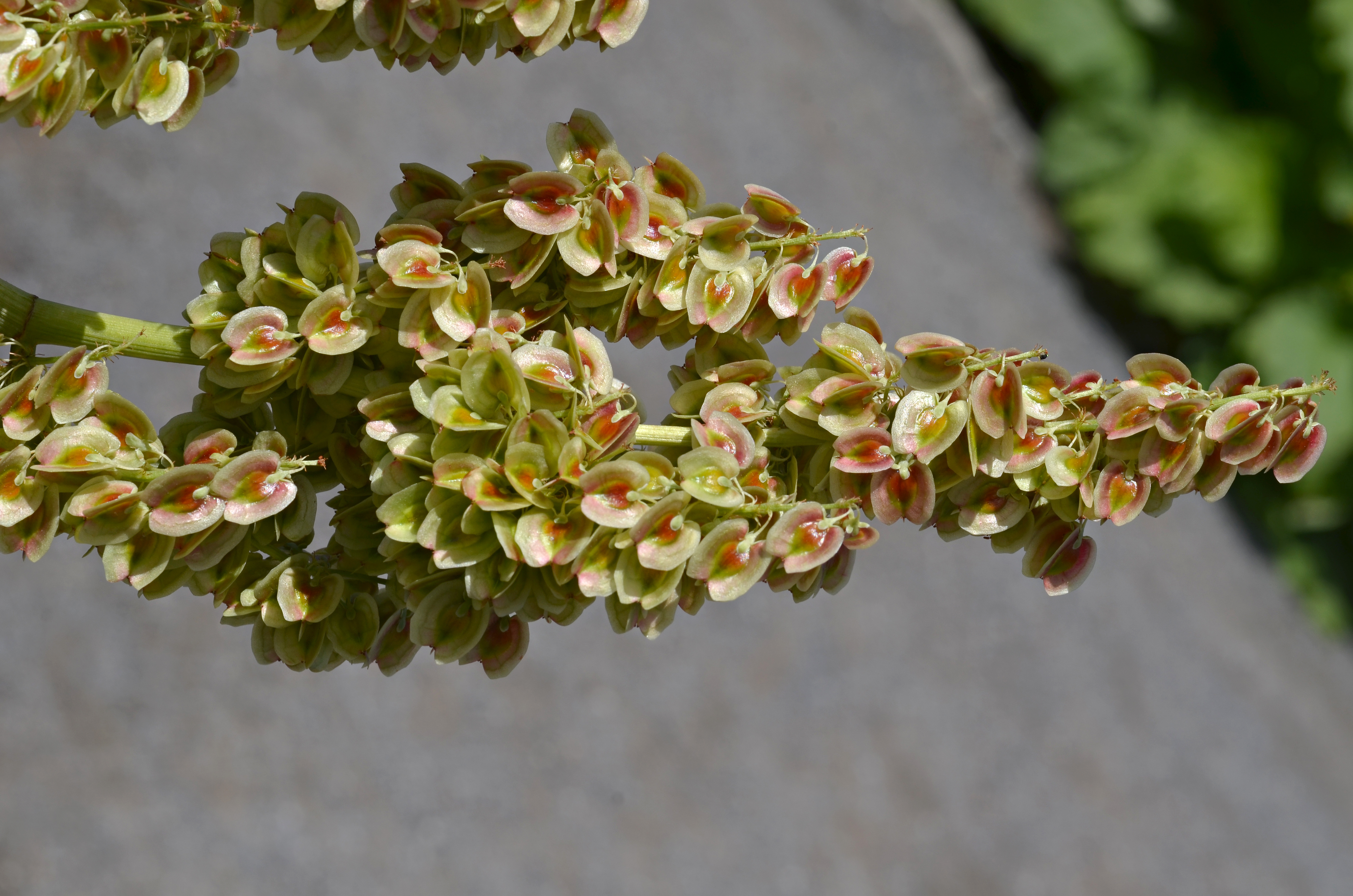 Rheum 'Chipman's Canada Red' Flowers