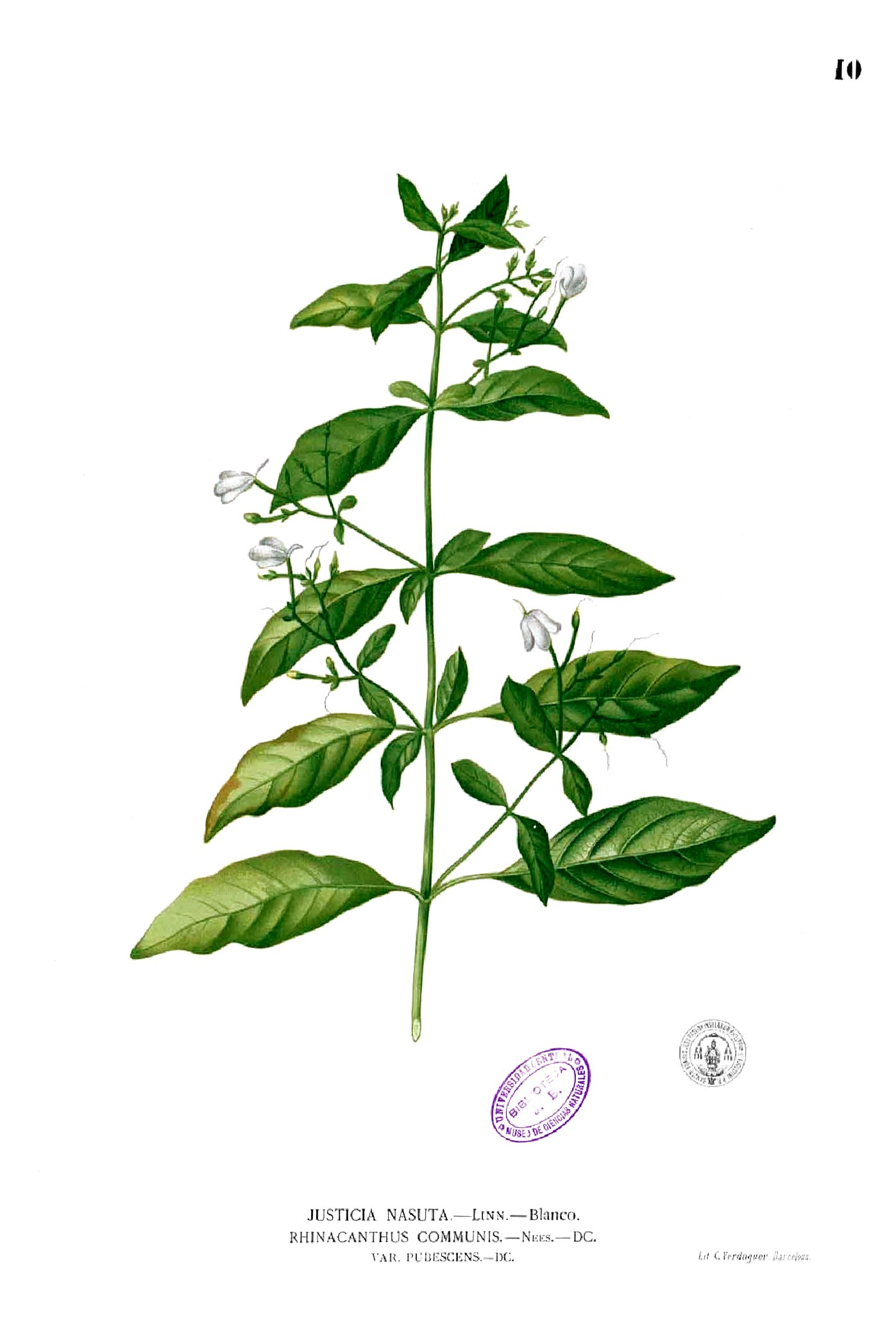 Rhinacanthus communis Blanco.10