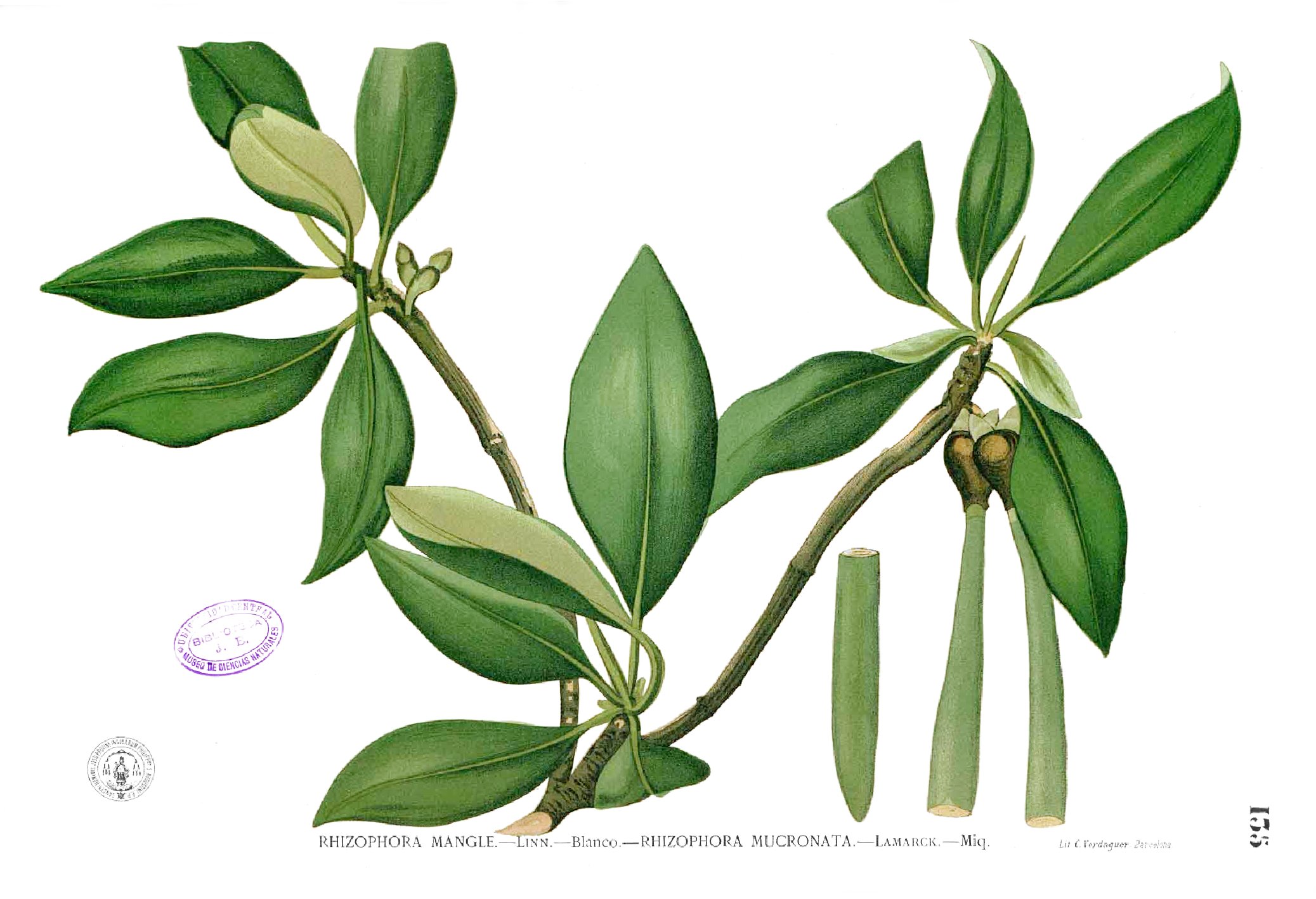 Rhizophora mangle Blanco1.135