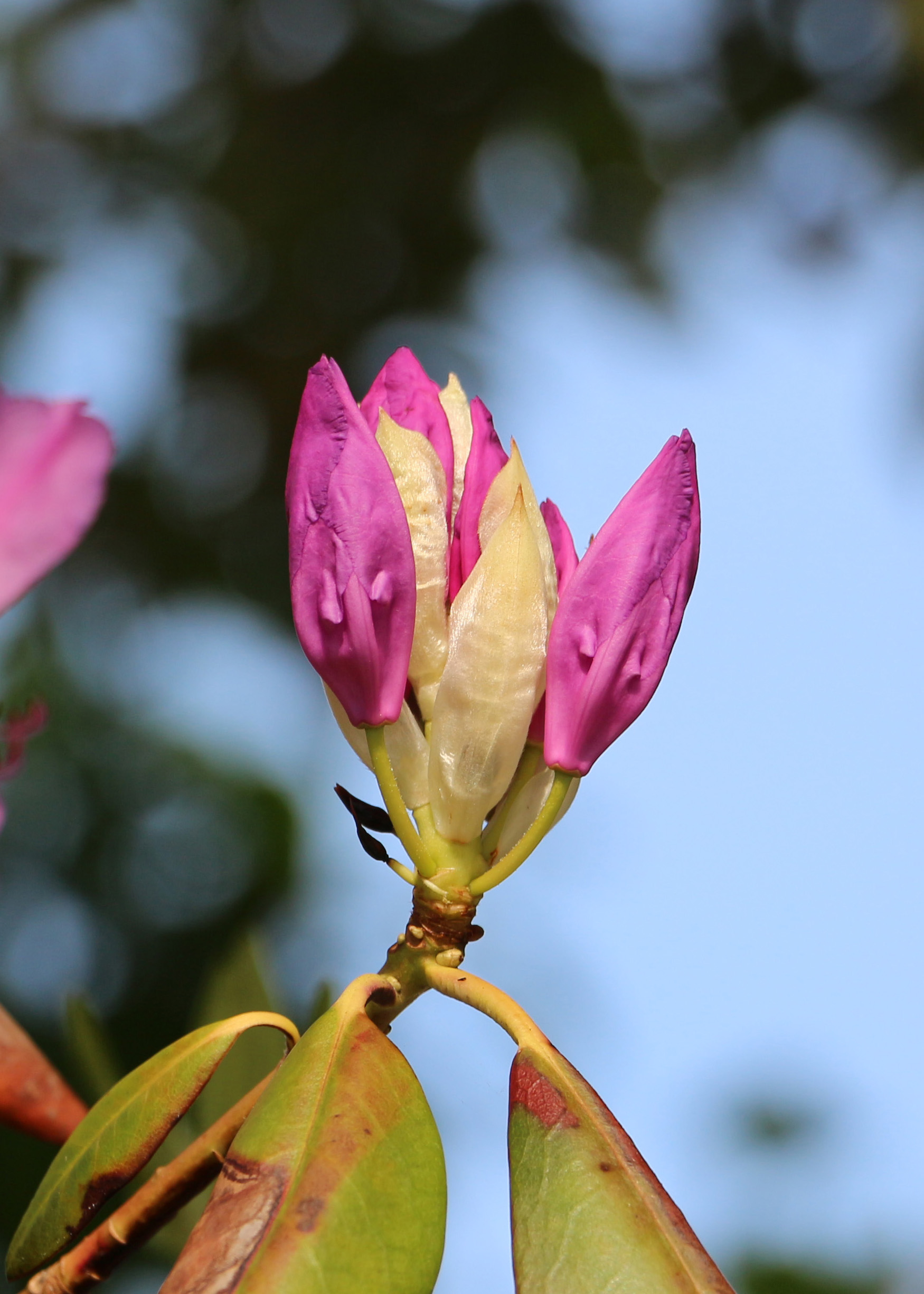 Rhododendron, Québec 02