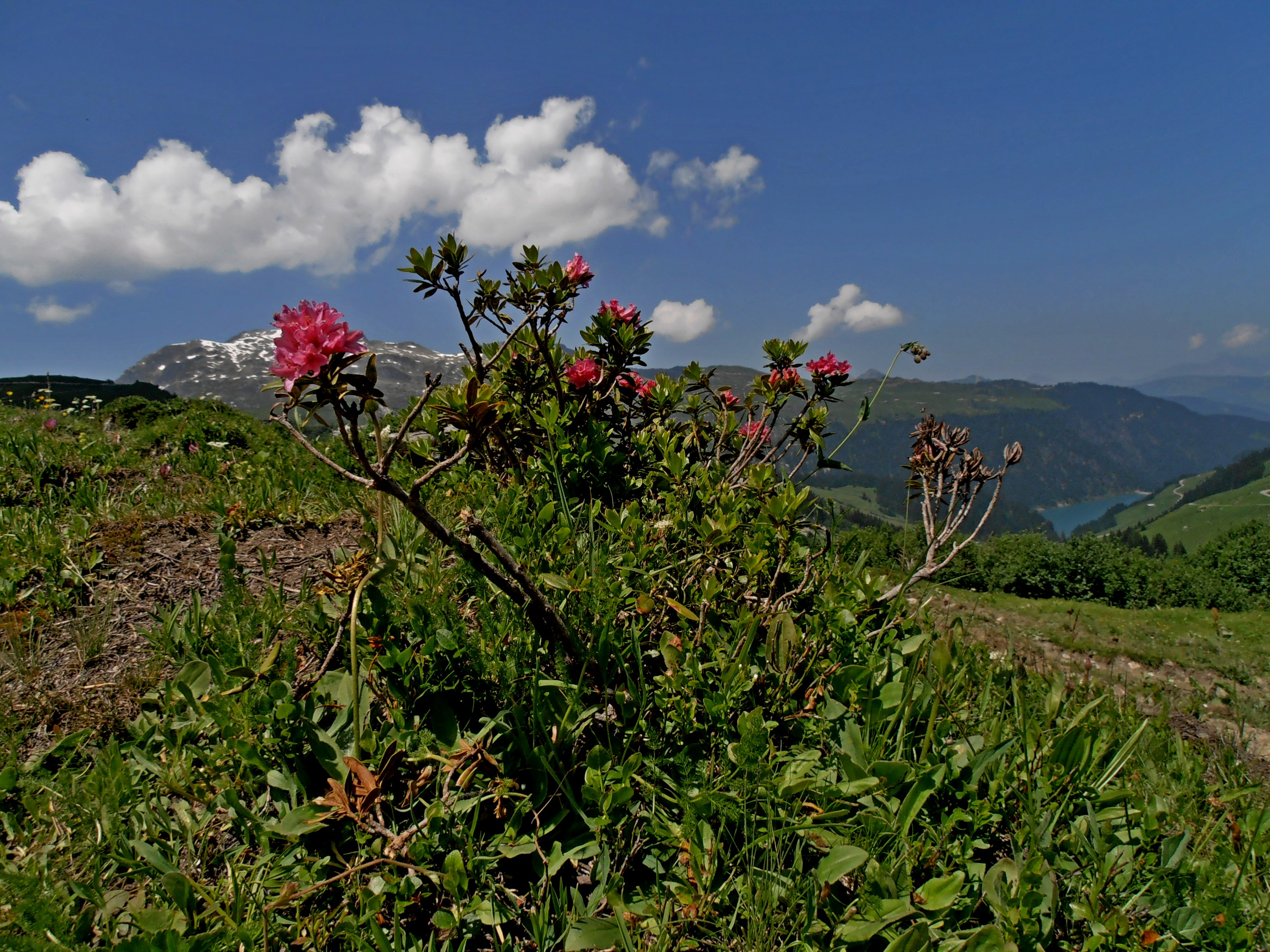 Rhododendron ferrugineum in Beaufortain