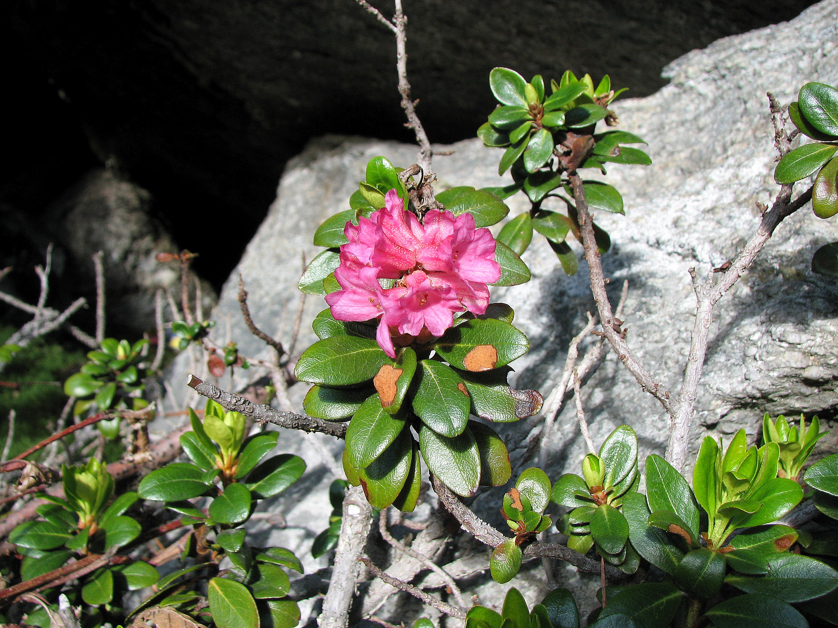 Rhododendron ferrugineum kpjas 1