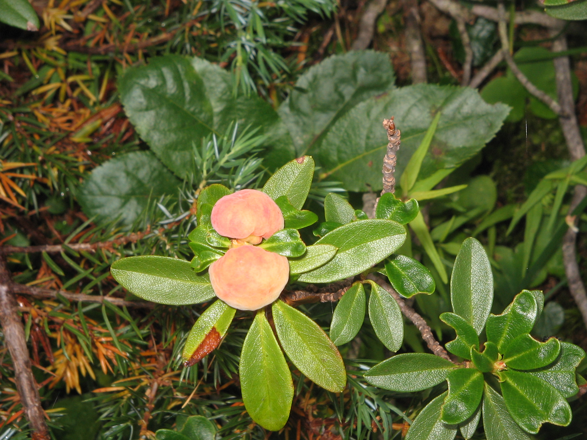 Rhododendron ferrugineum with gall01