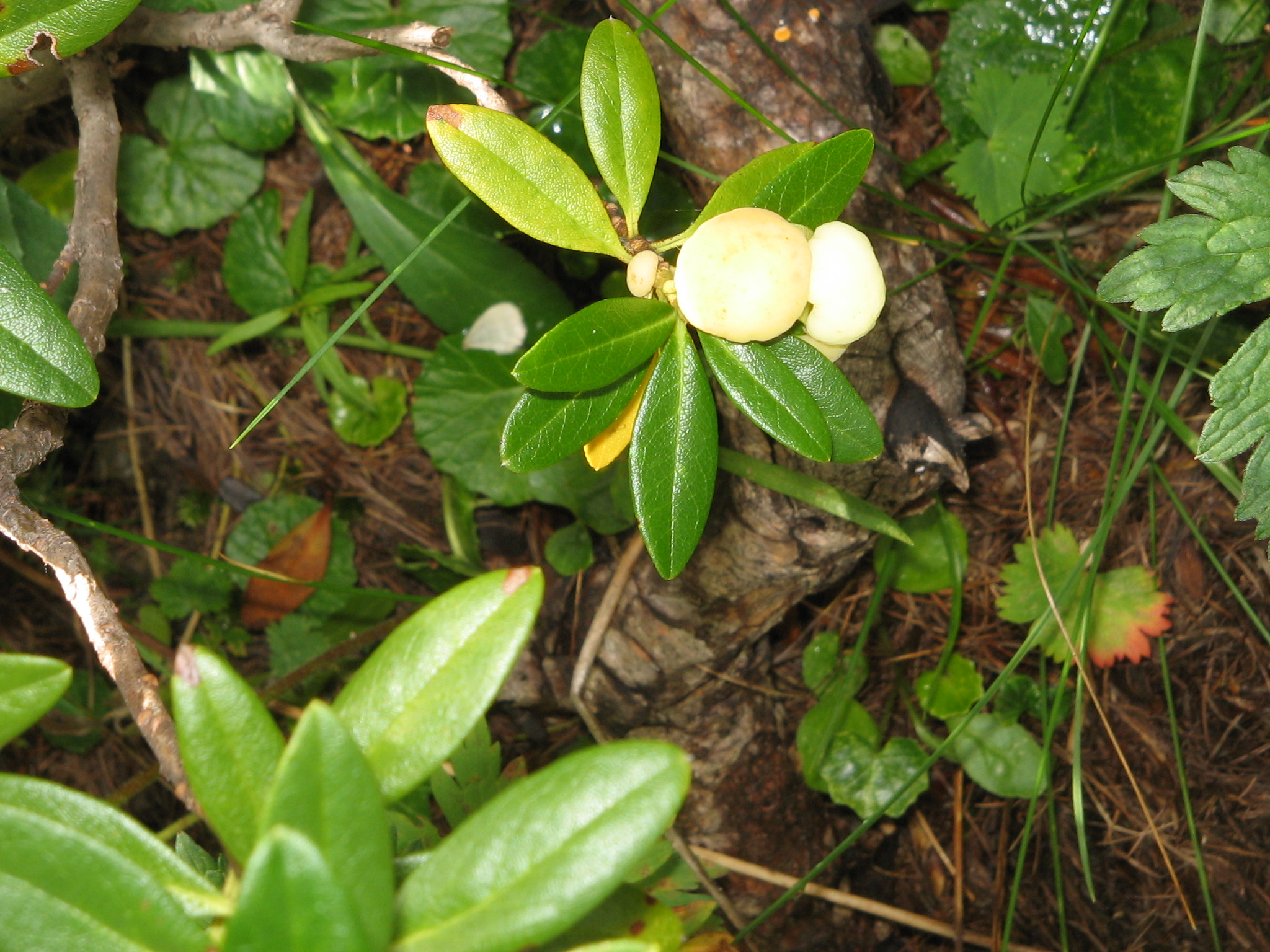 Rhododendron ferrugineum with gall02