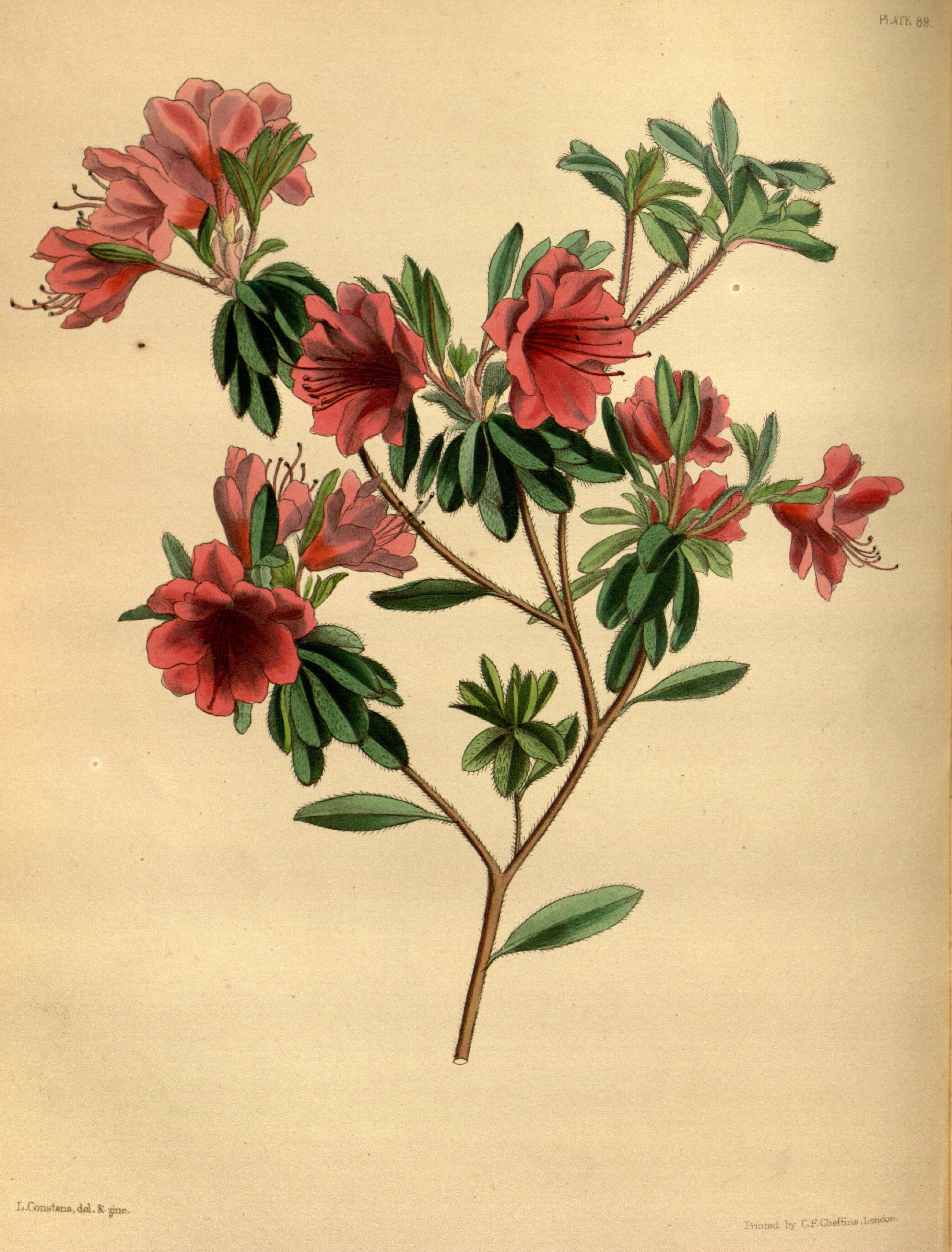 Rhododendron kiusianum Paxton 89