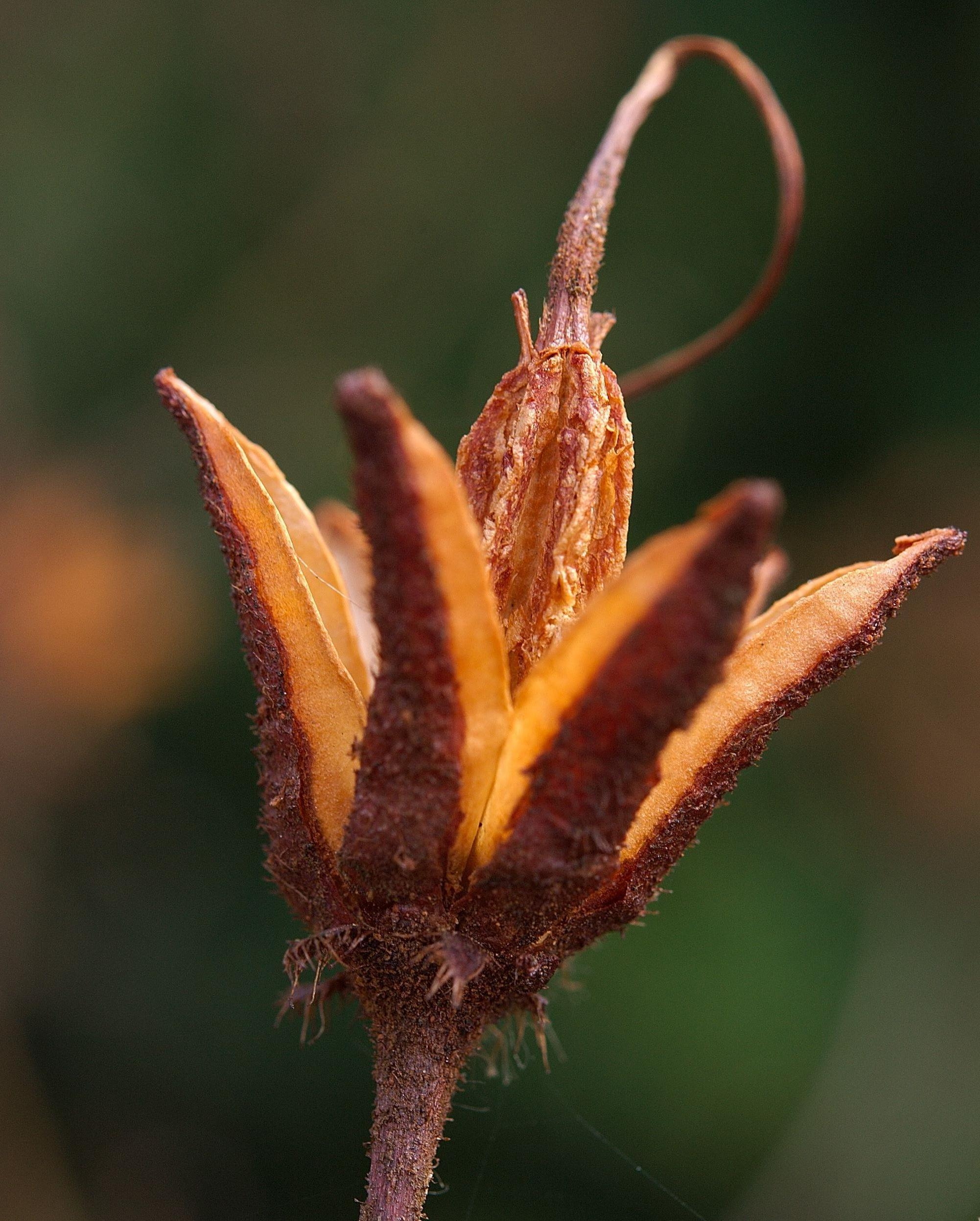 Rhododendron luteum i Oslo