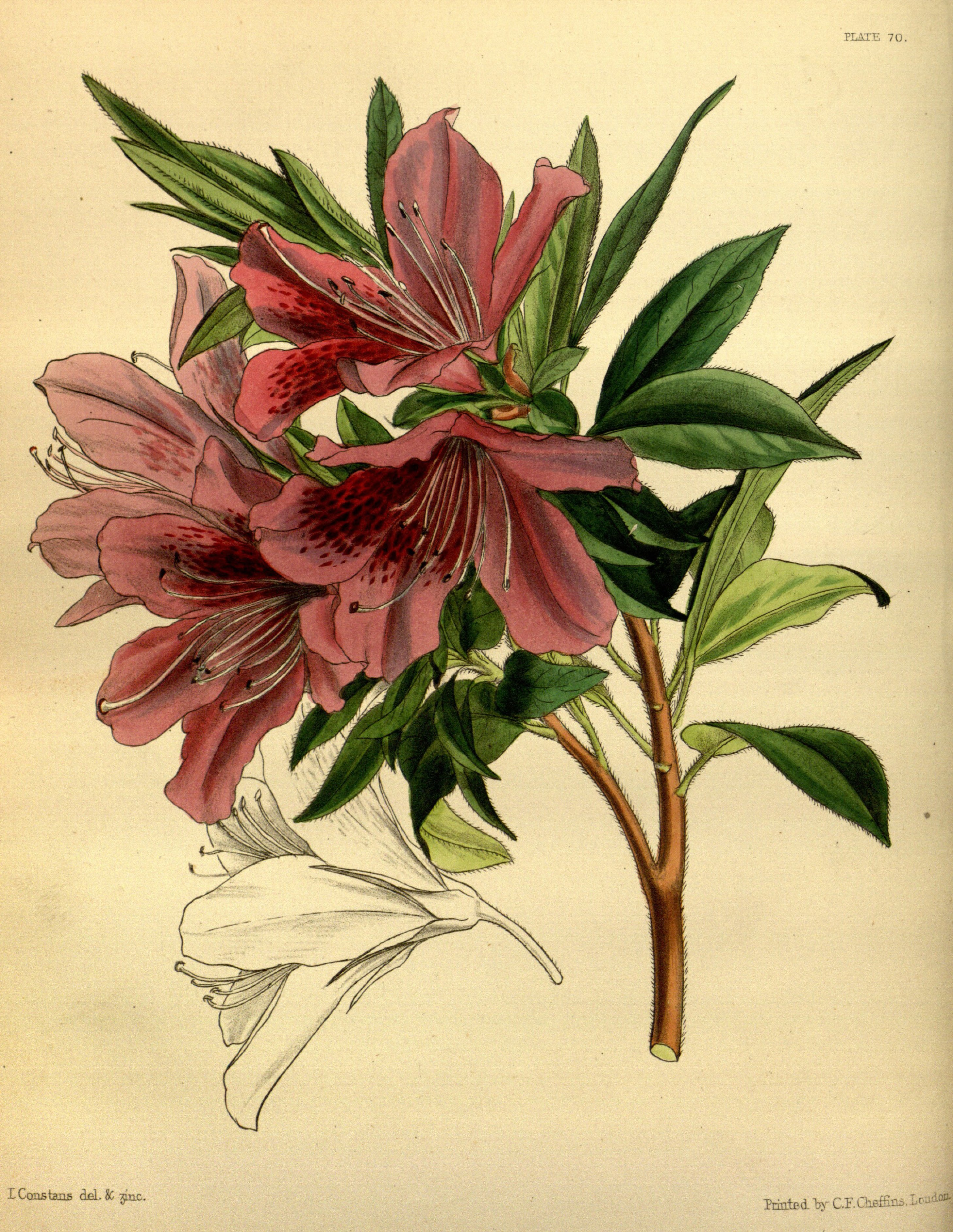 Rhododendron simsii Paxton 070