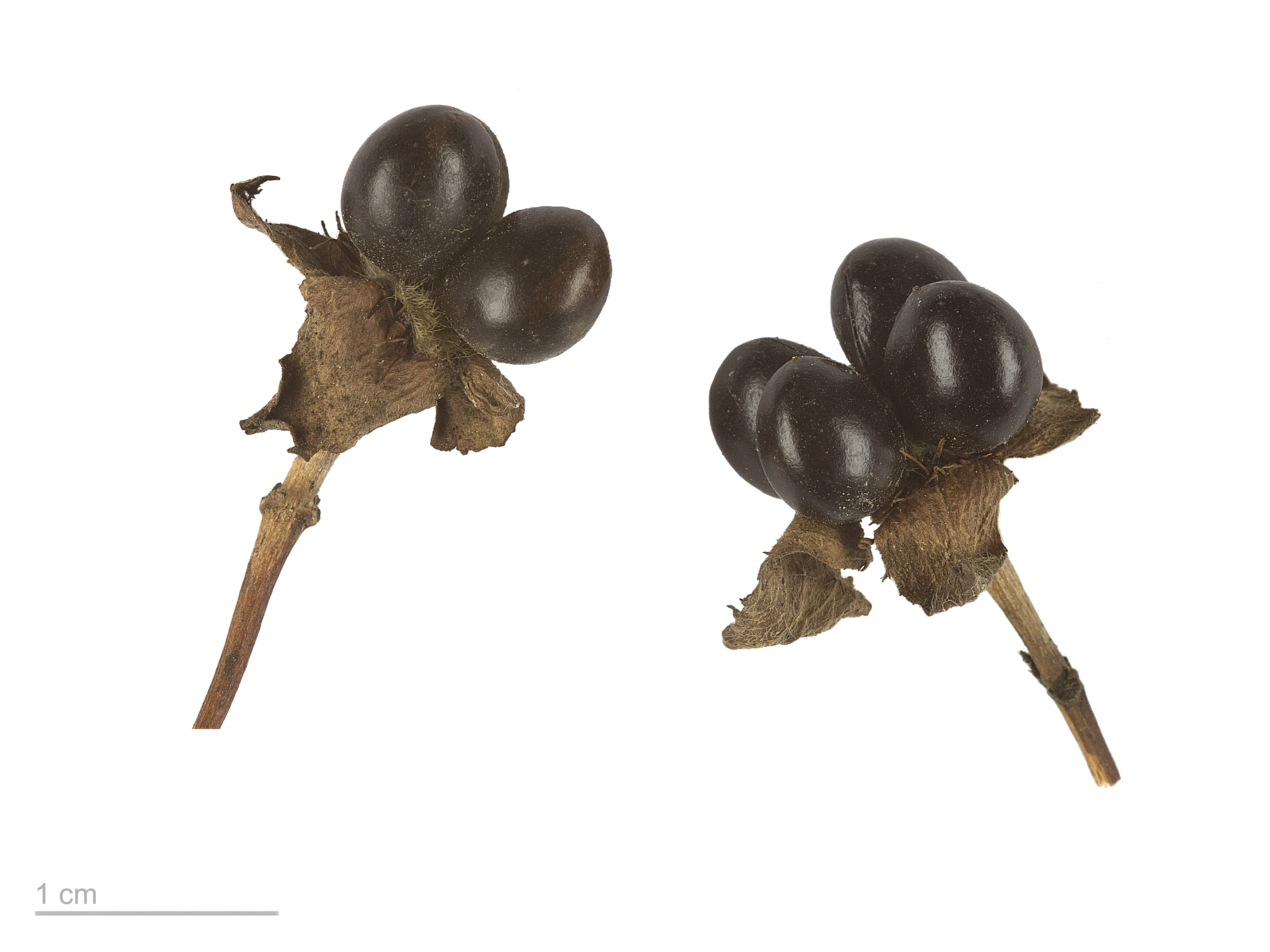 Rhodotypos scandens MHNT.BOT.2007.52.37