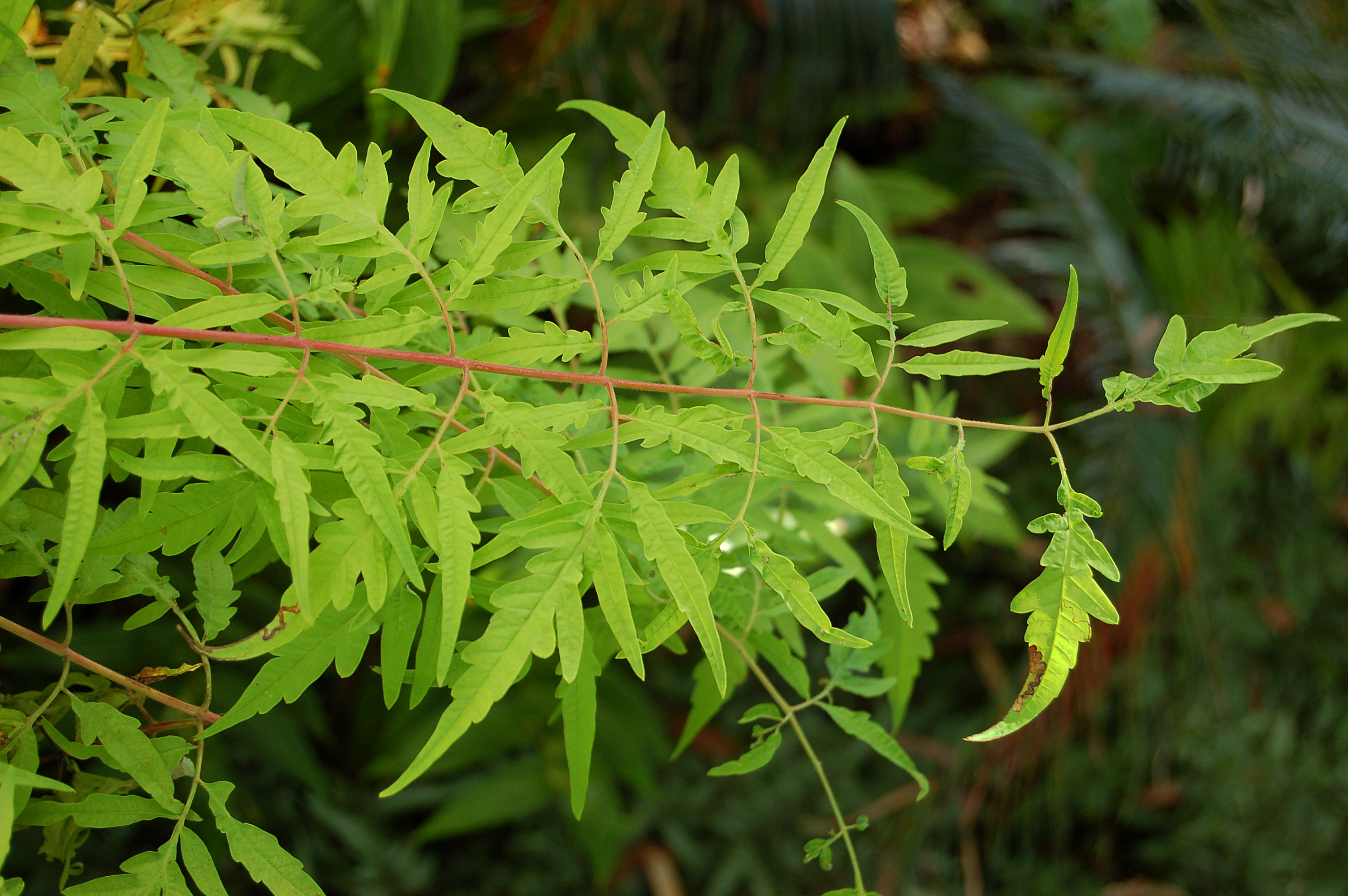 Rhus typhina 'Tiger Eyes' Leaves 3008px