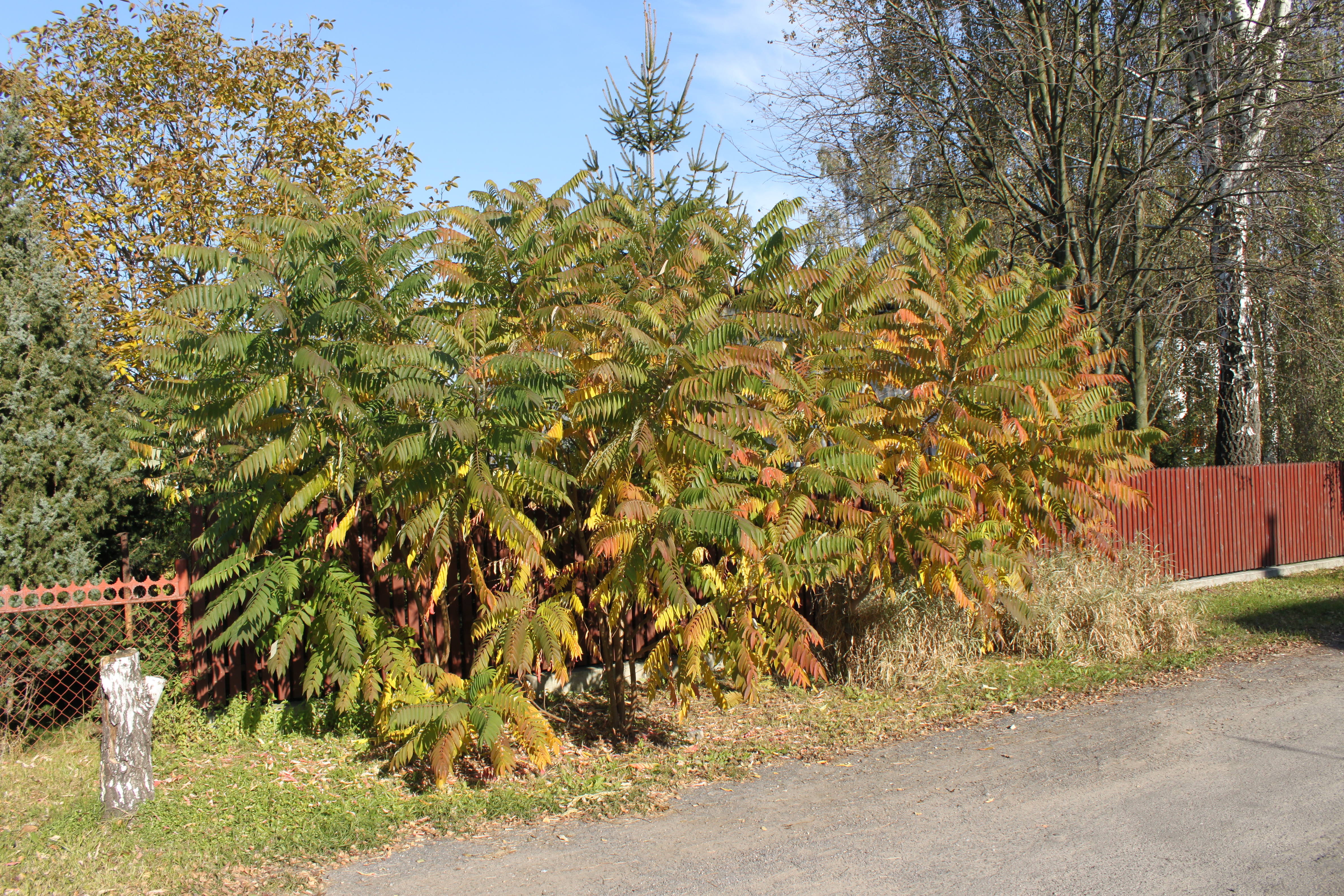 Rhus typhina Marki
