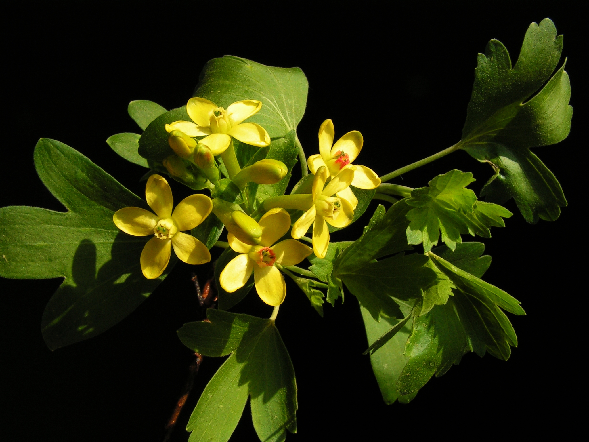 Ribes aureum20120505 03