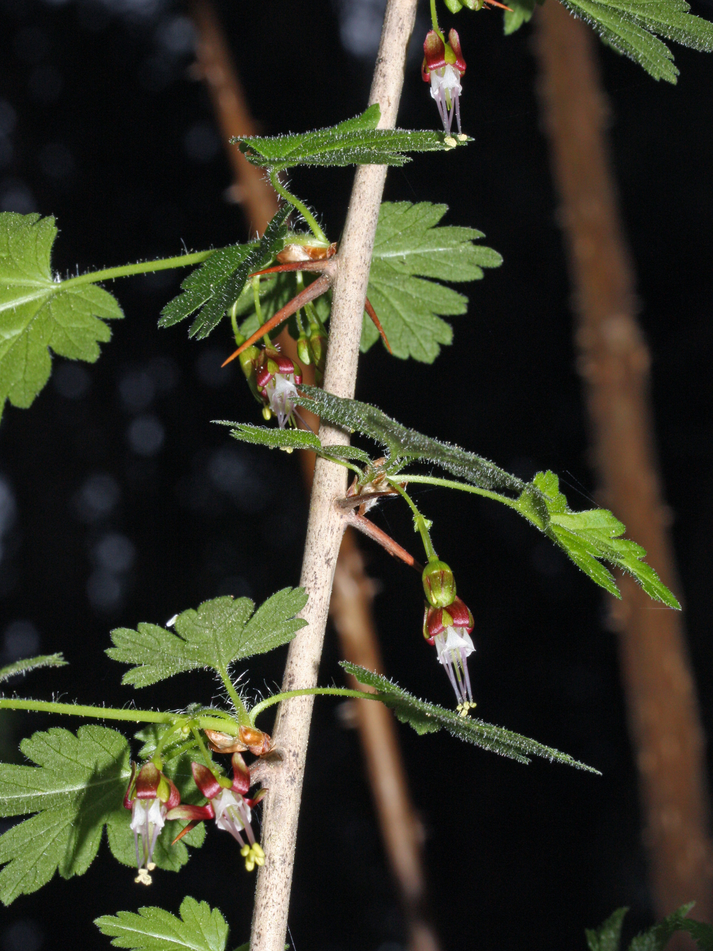 Ribes divaricatum 5391