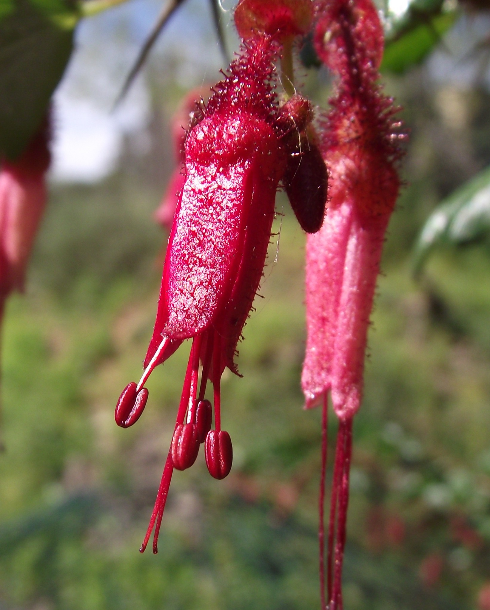 Ribes speciosum2