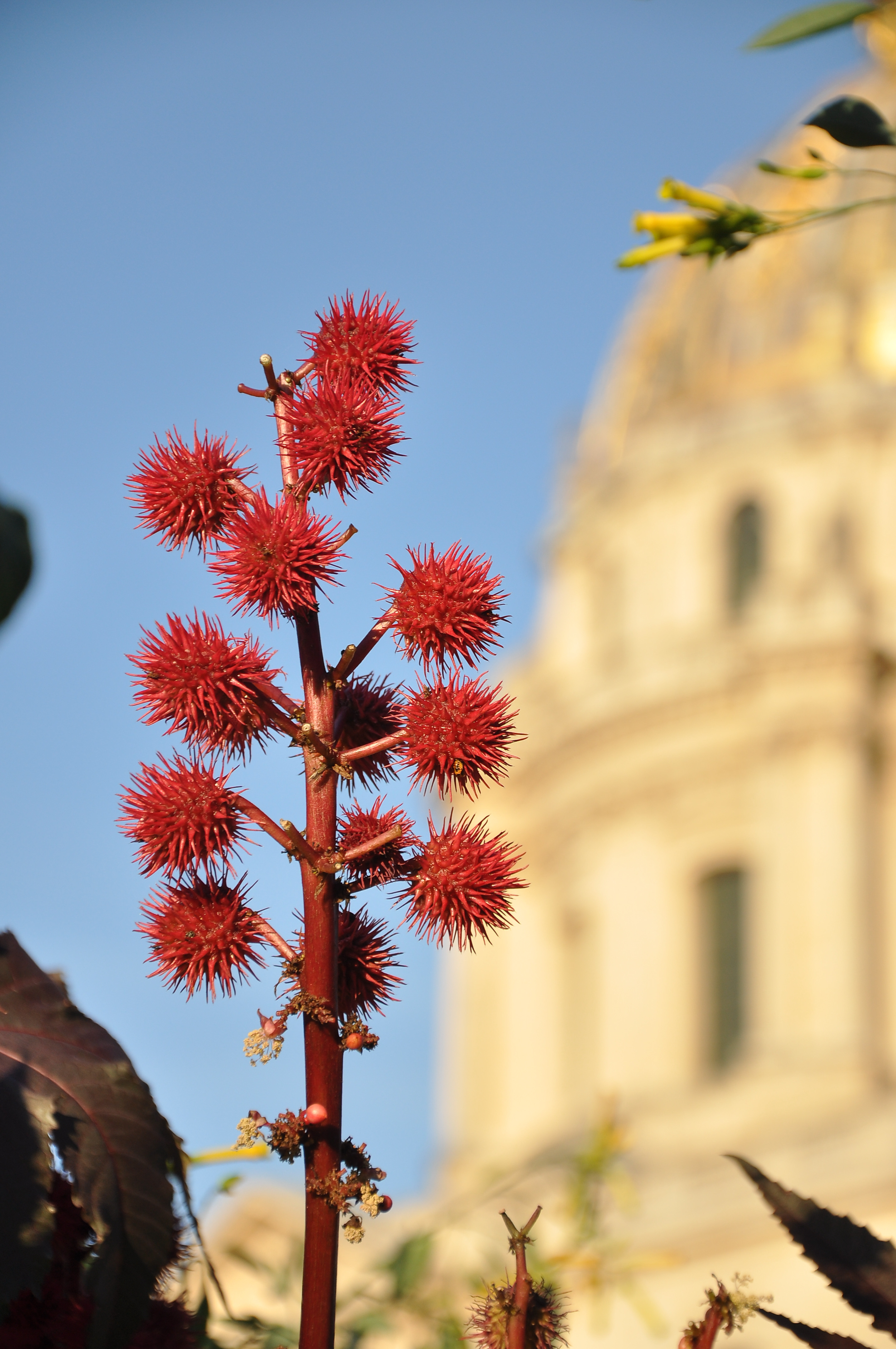 Ricinus communis - Fruits